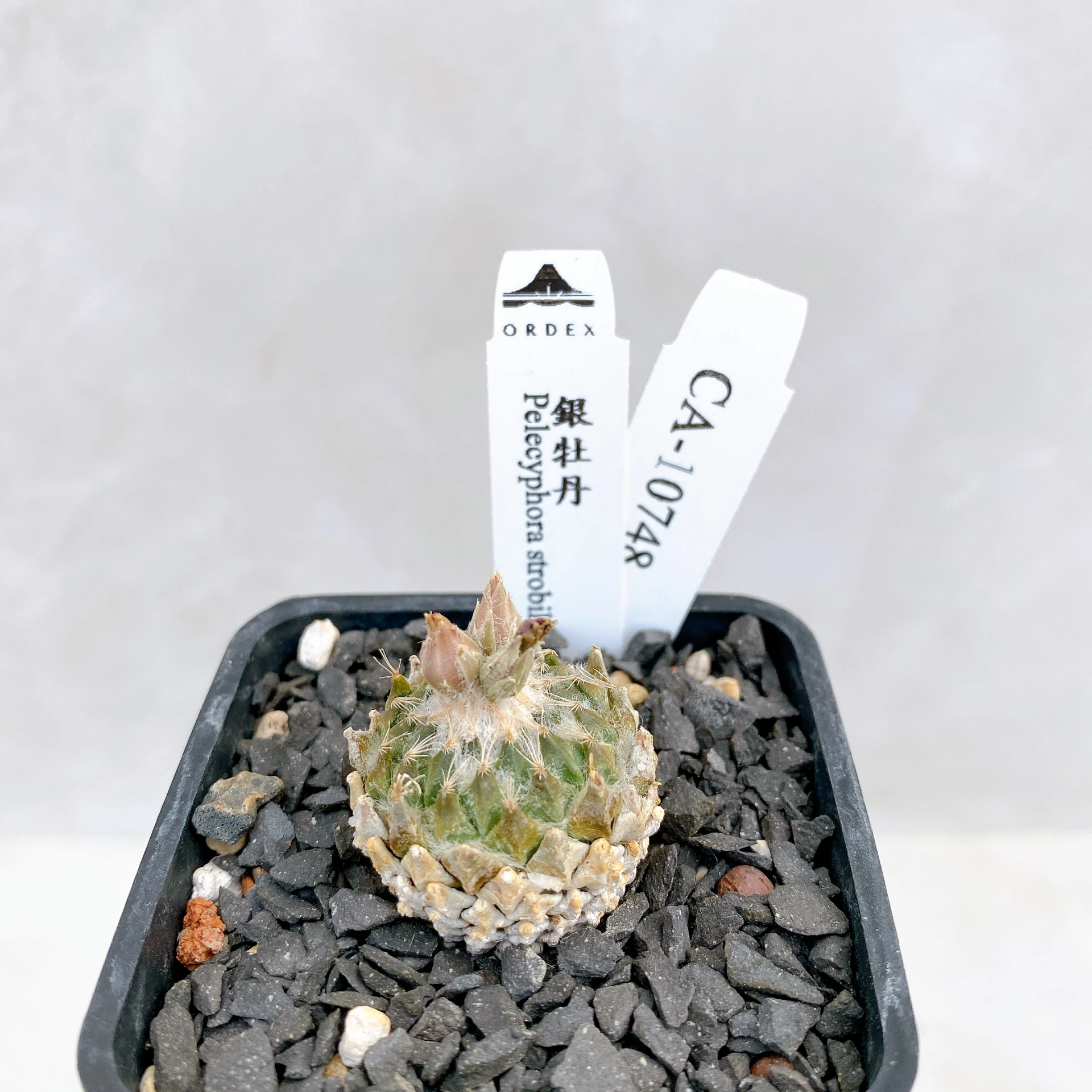 銀牡丹 Pelecyphora strobiliformis CA-10748