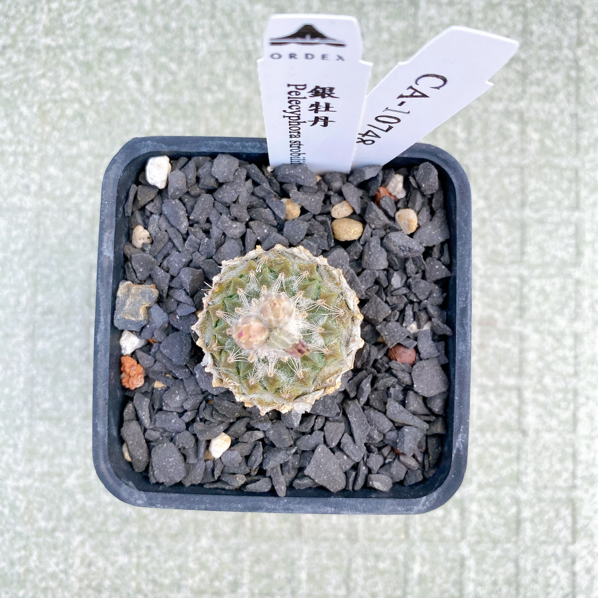 銀牡丹 Pelecyphora strobiliformis CA-10748