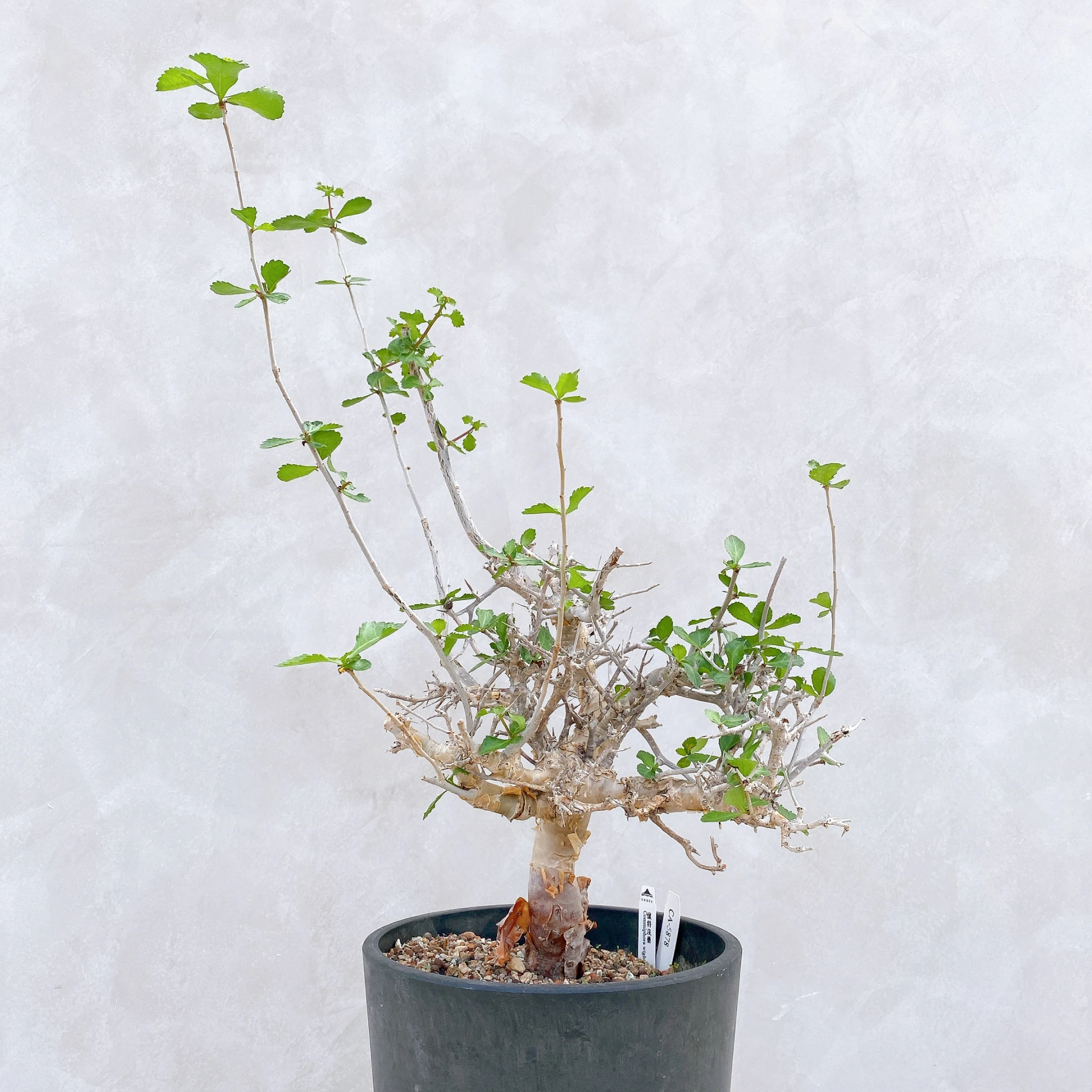 懷特沒藥 Commiphora wightii CA-5878