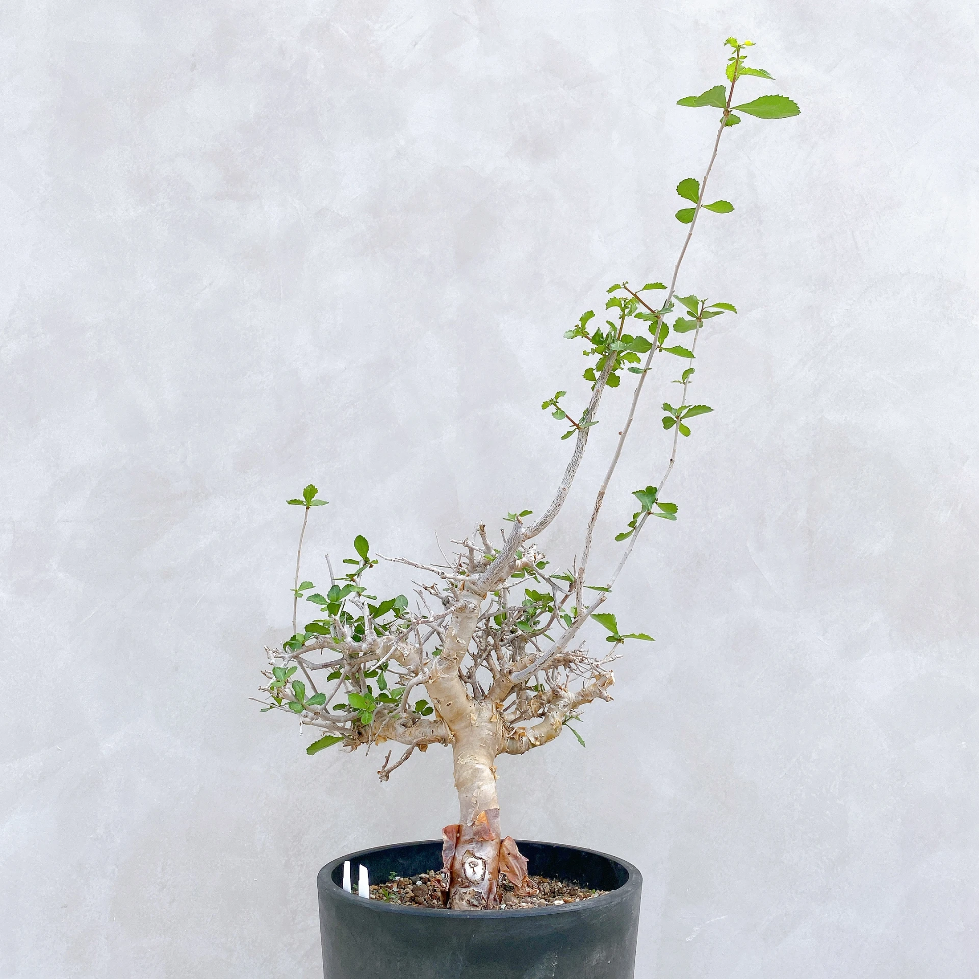 懷特沒藥 Commiphora wightii CA-5878