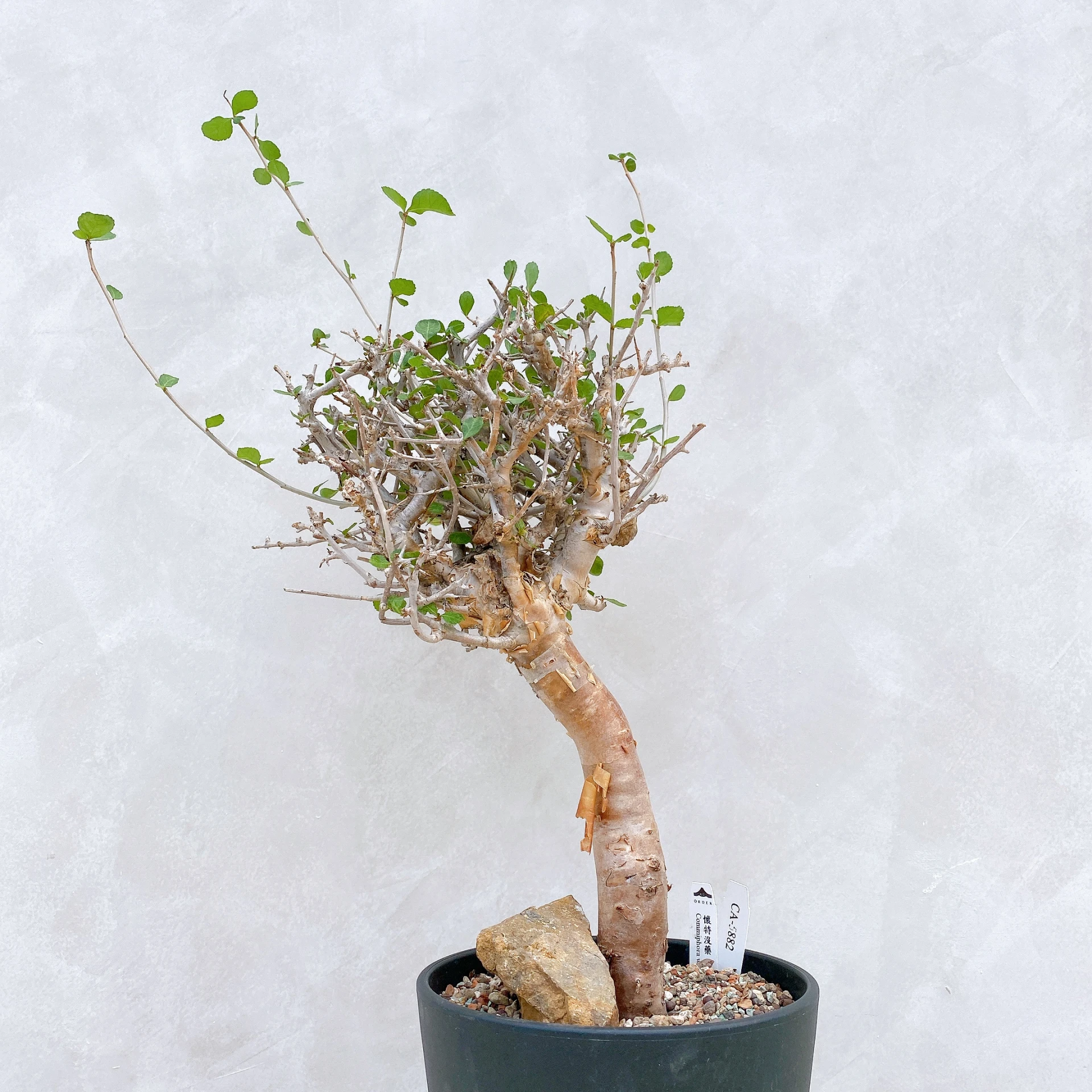 懷特沒藥 Commiphora wightii CA-5882