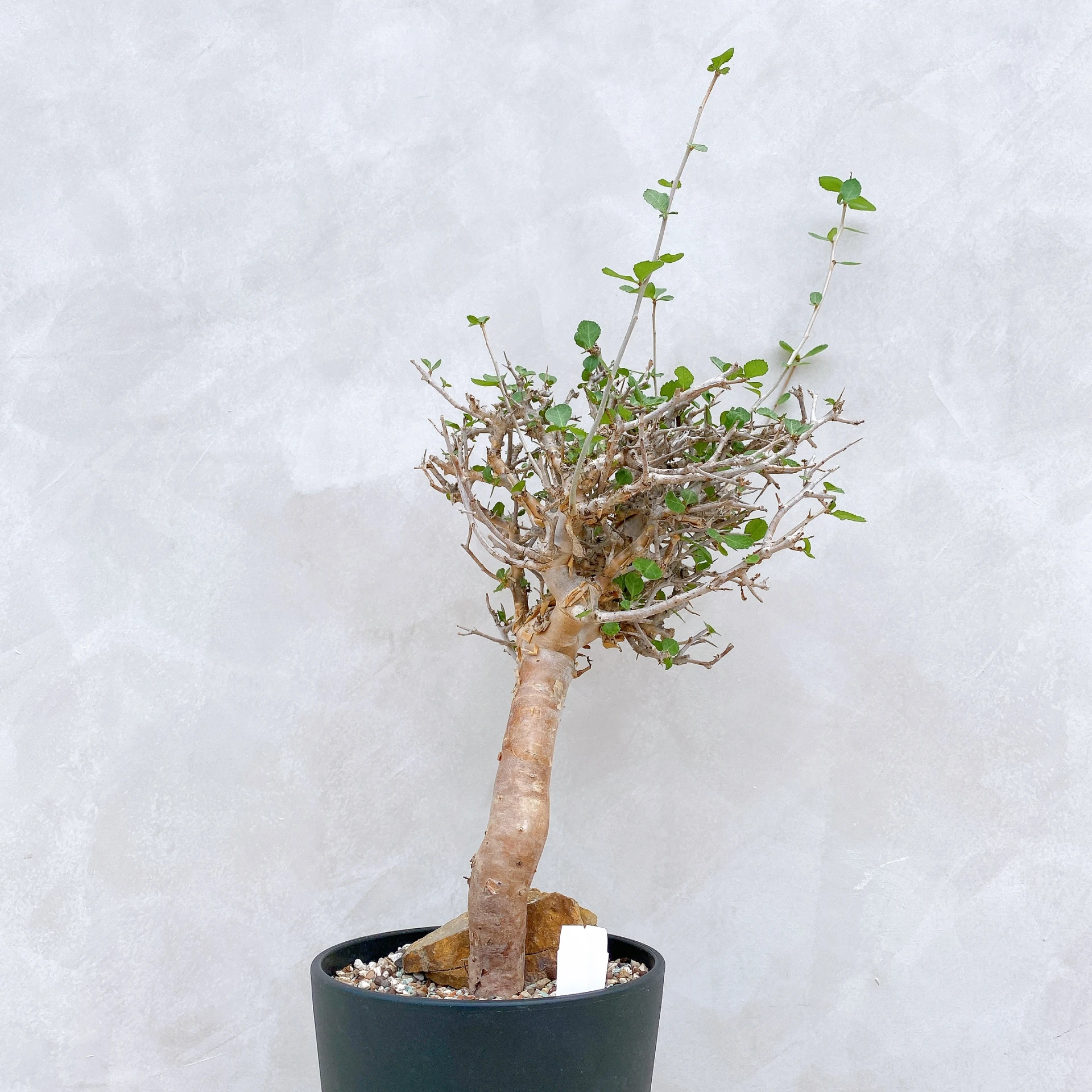 懷特沒藥 Commiphora wightii CA-5882