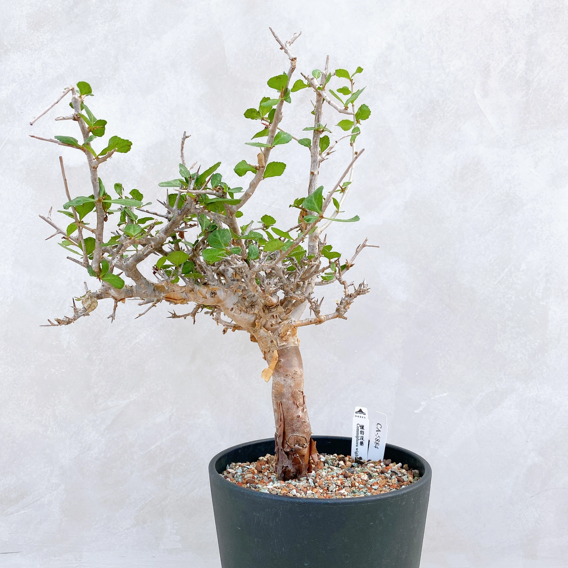 懷特沒藥 Commiphora wightii CA-5884