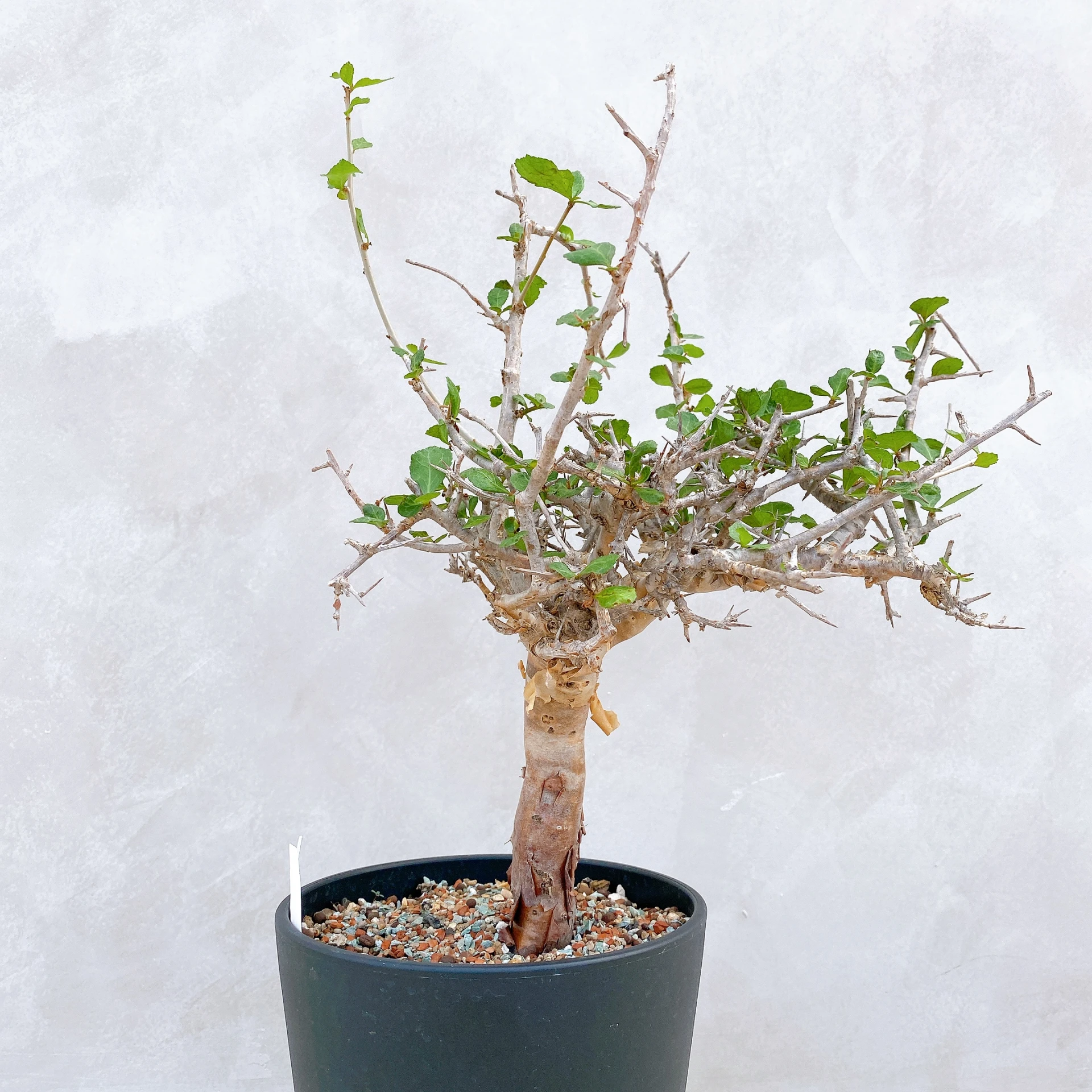 懷特沒藥 Commiphora wightii CA-5884