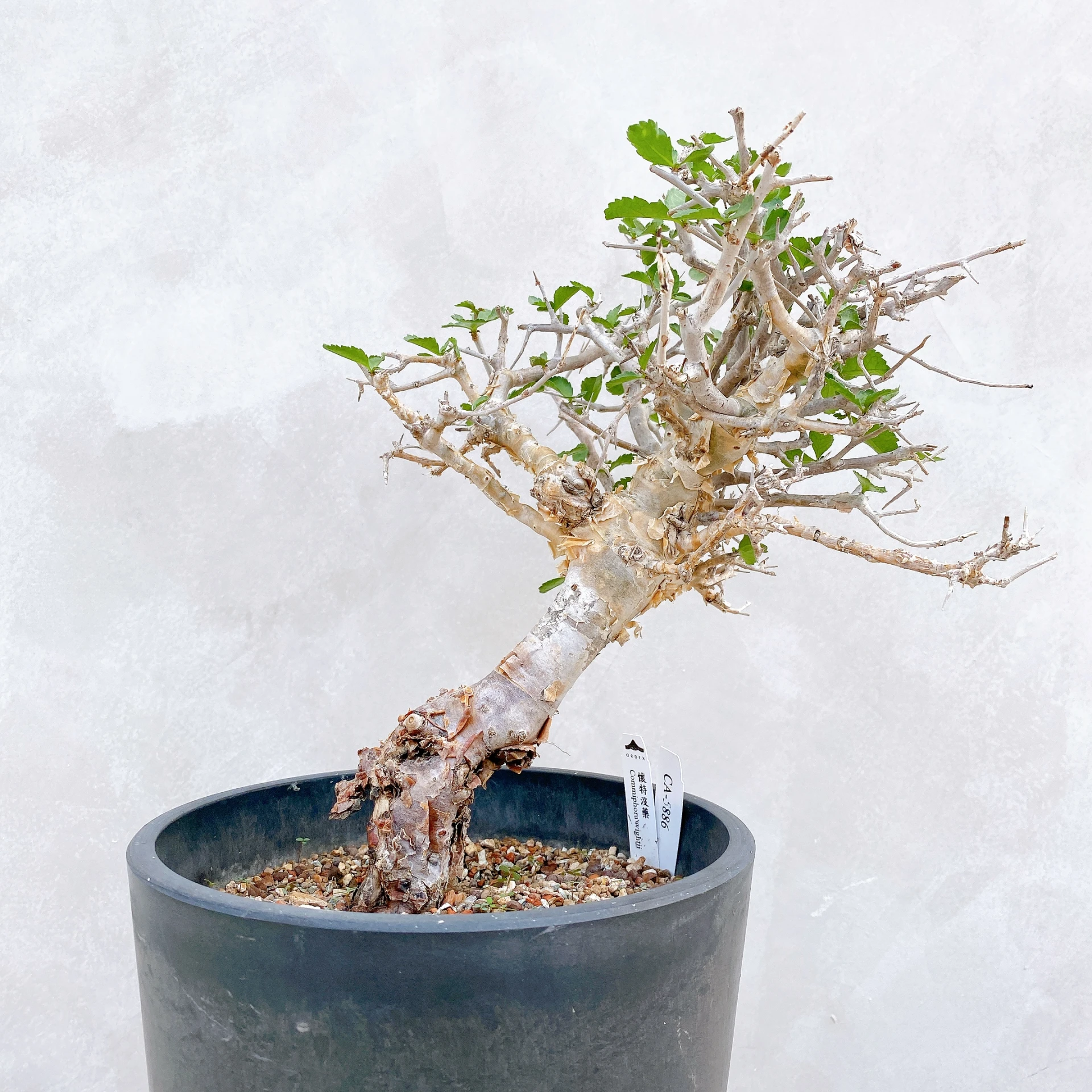 懷特沒藥 Commiphora wightii CA-5886