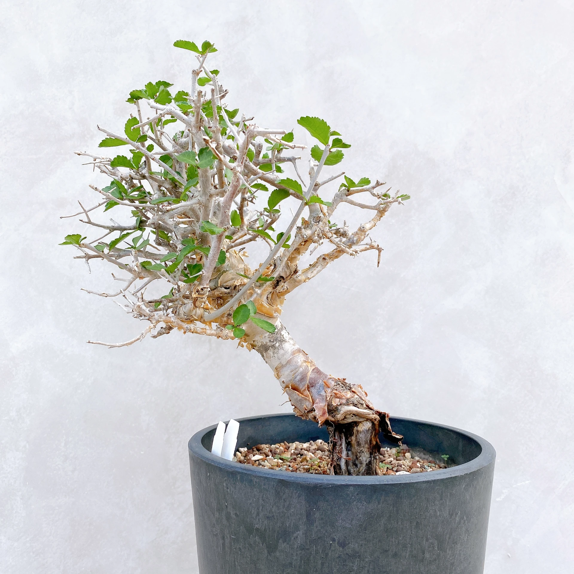 懷特沒藥 Commiphora wightii CA-5886
