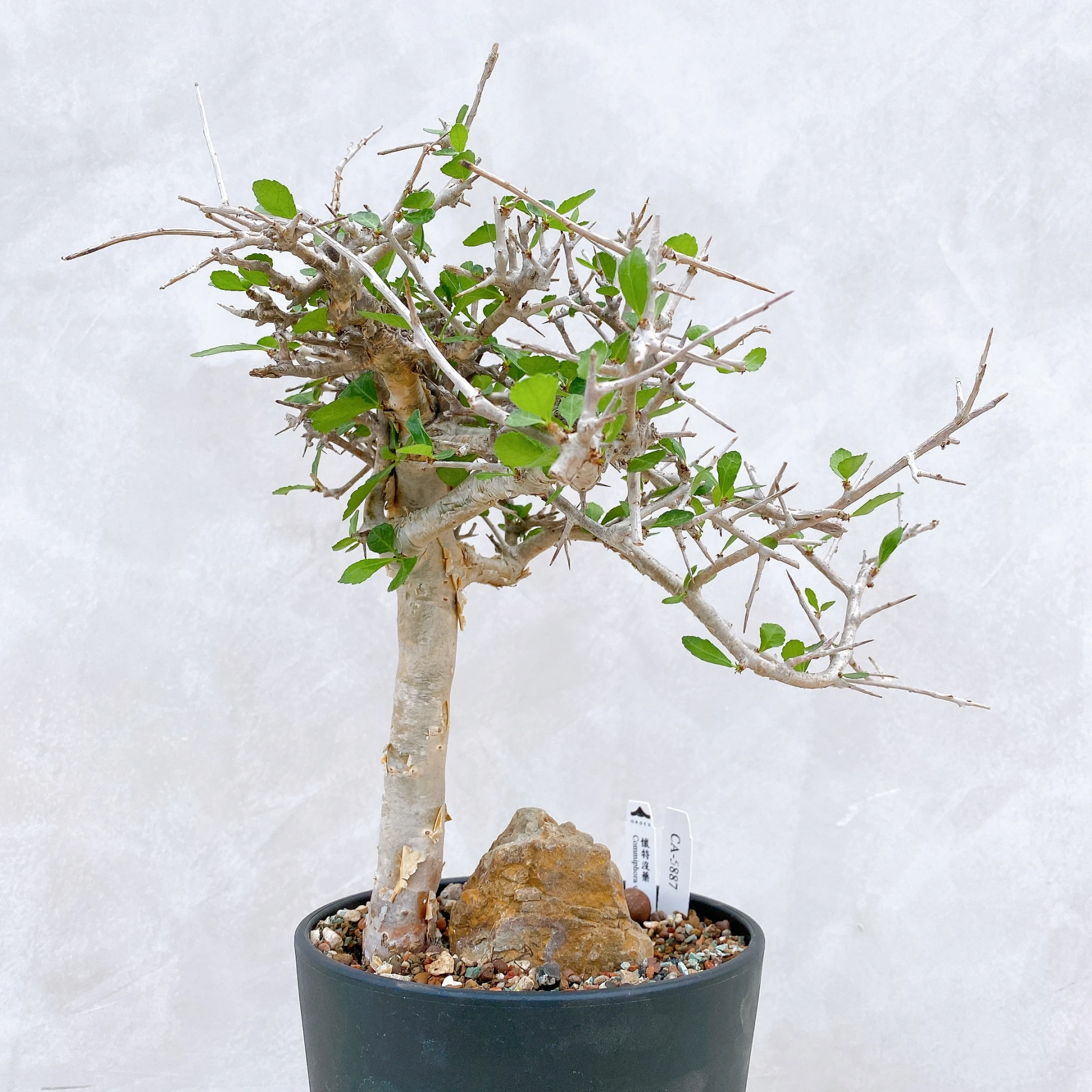 懷特沒藥 Commiphora wightii CA-5887