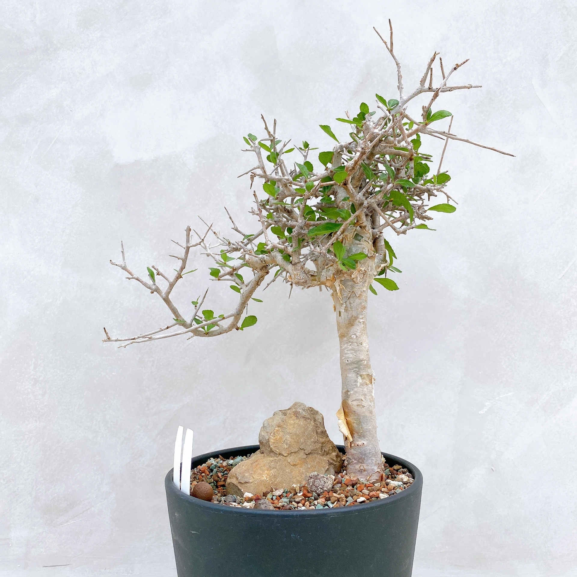 懷特沒藥 Commiphora wightii CA-5887