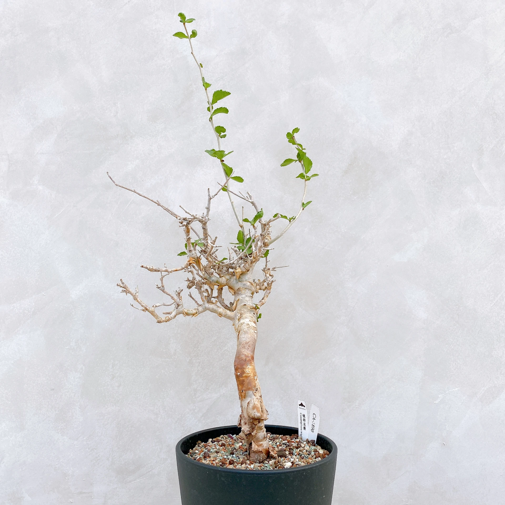 懷特沒藥 Commiphora wightii CA-5890