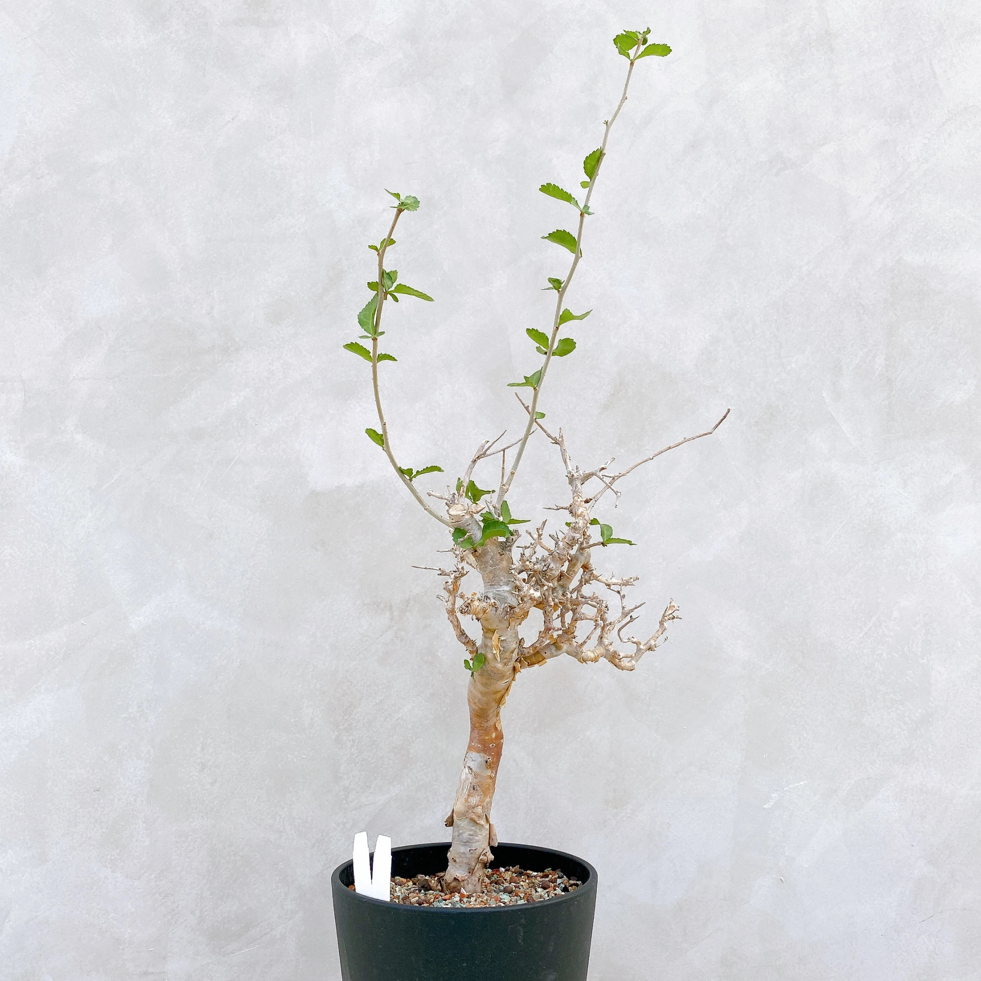 懷特沒藥 Commiphora wightii CA-5890
