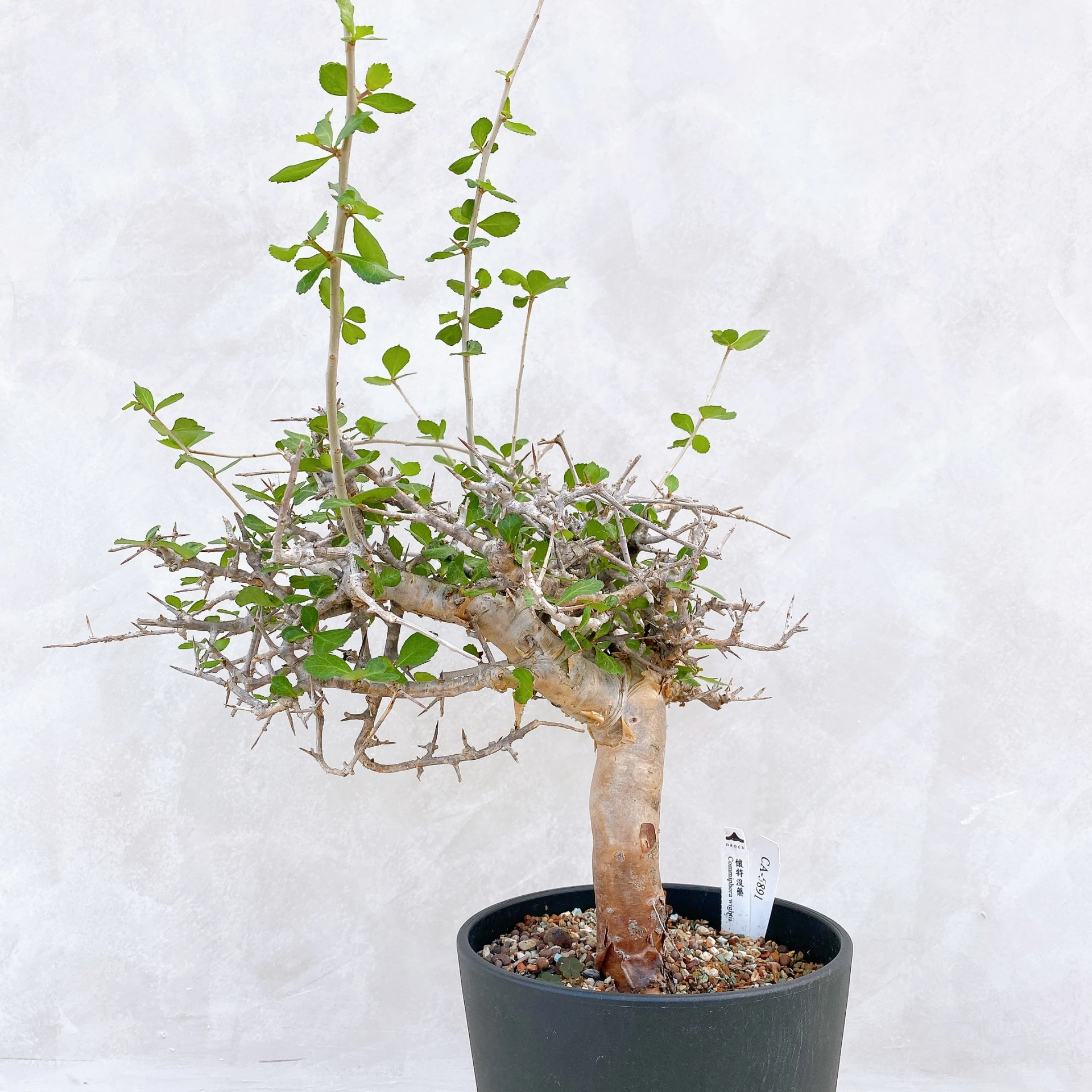 懷特沒藥 Commiphora wightii CA-5891