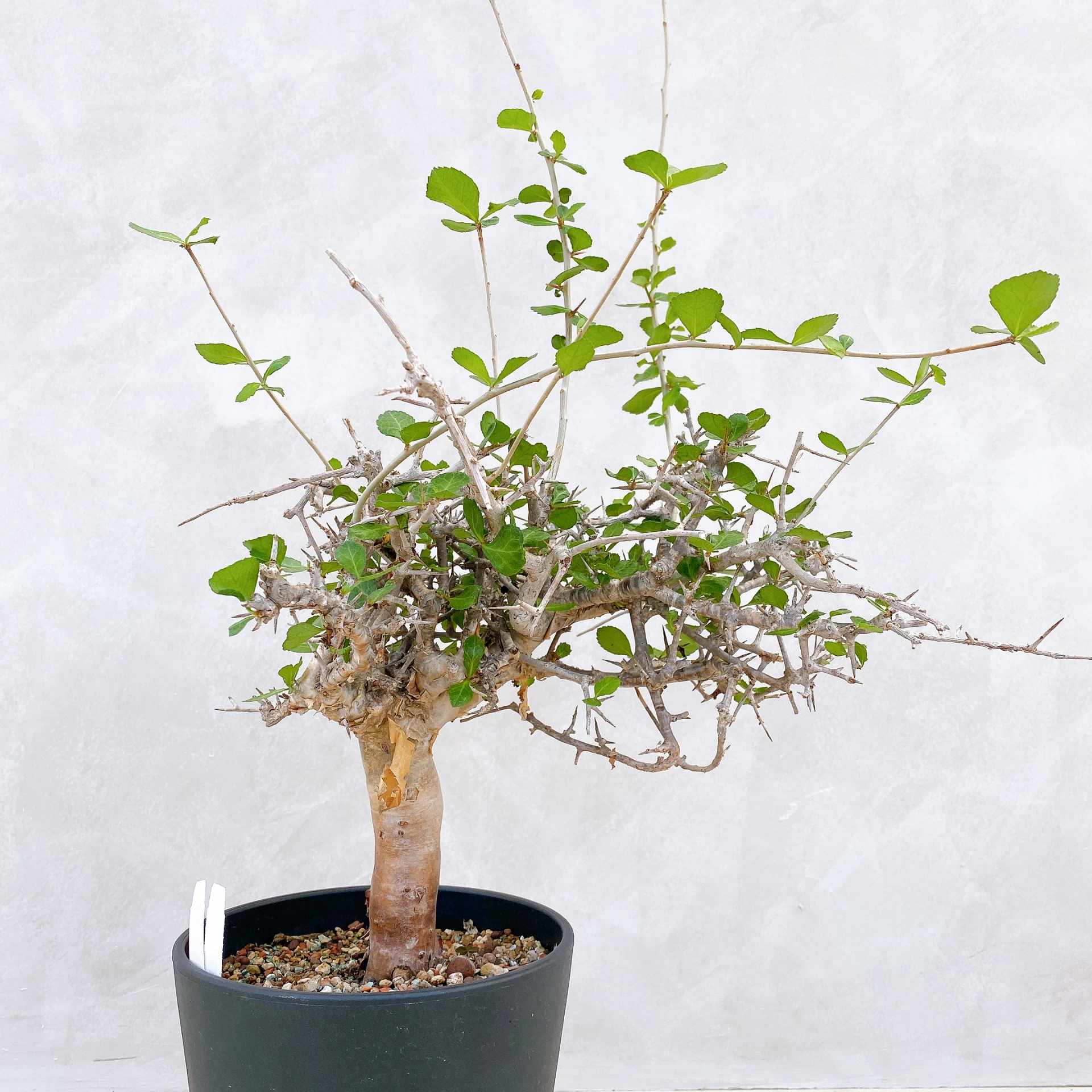 懷特沒藥 Commiphora wightii CA-5891
