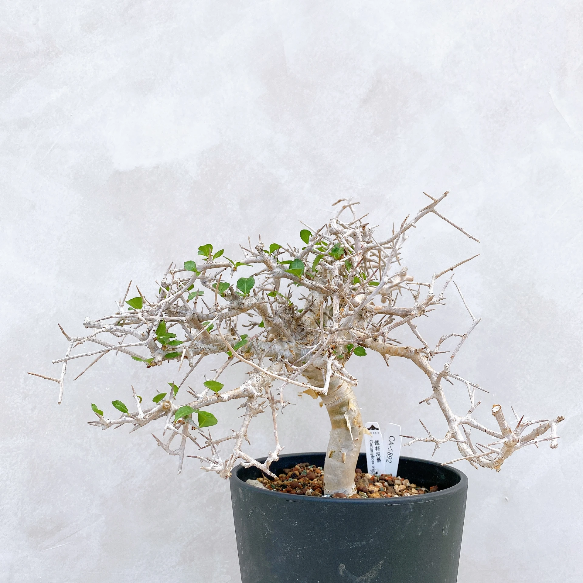 懷特沒藥 Commiphora wightii CA-5892