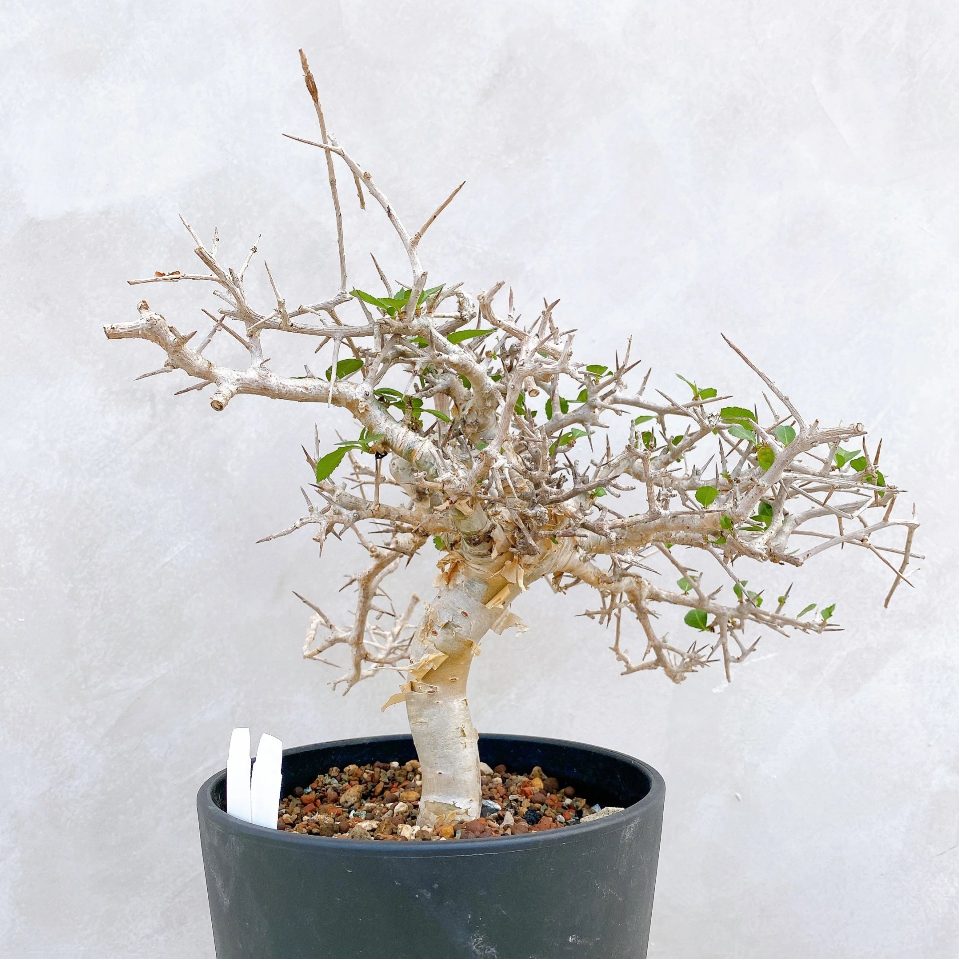 懷特沒藥 Commiphora wightii CA-5892