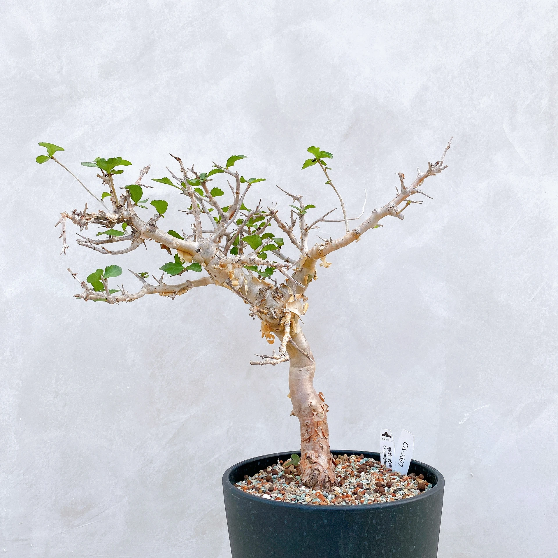 懷特沒藥 Commiphora wightii CA-5897