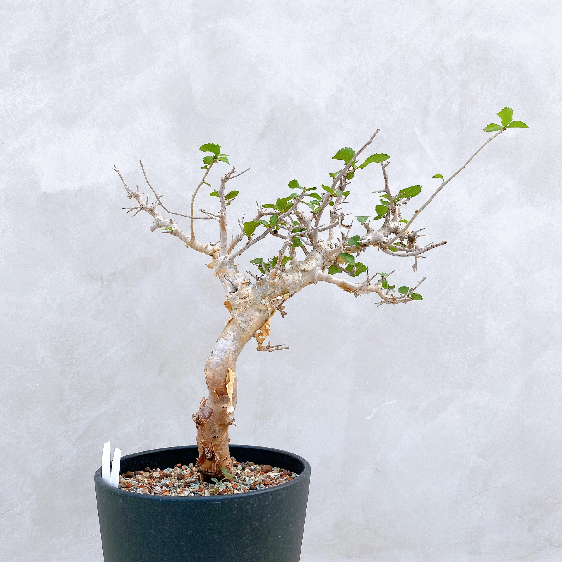 懷特沒藥 Commiphora wightii CA-5897