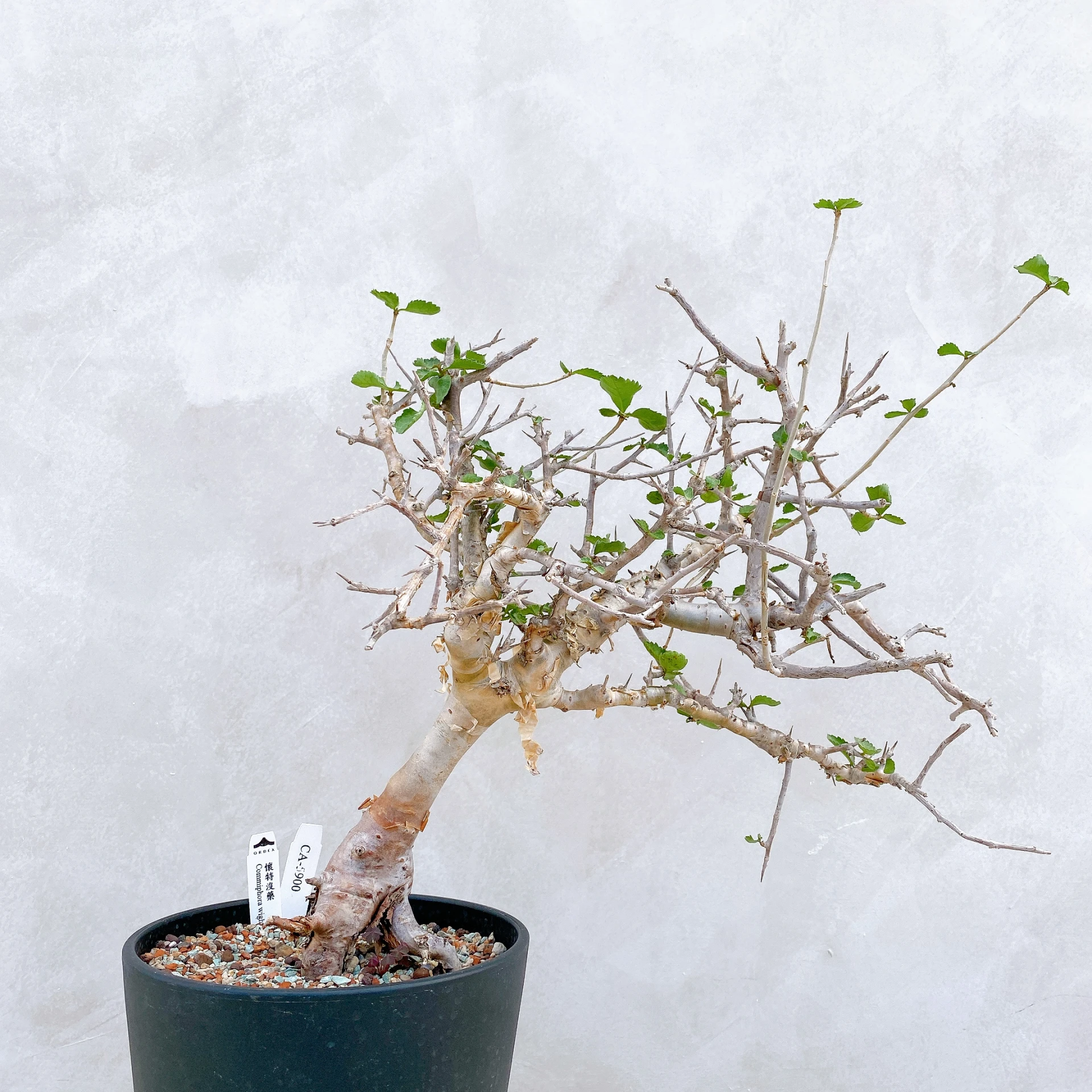 懷特沒藥 Commiphora wightii CA-5900