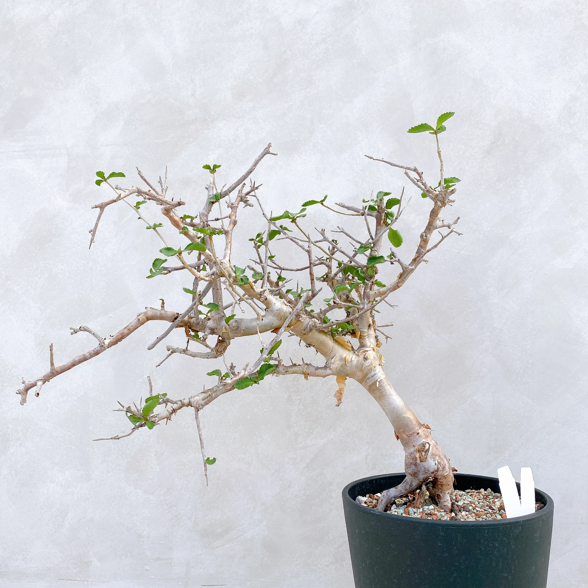 懷特沒藥 Commiphora wightii CA-5900