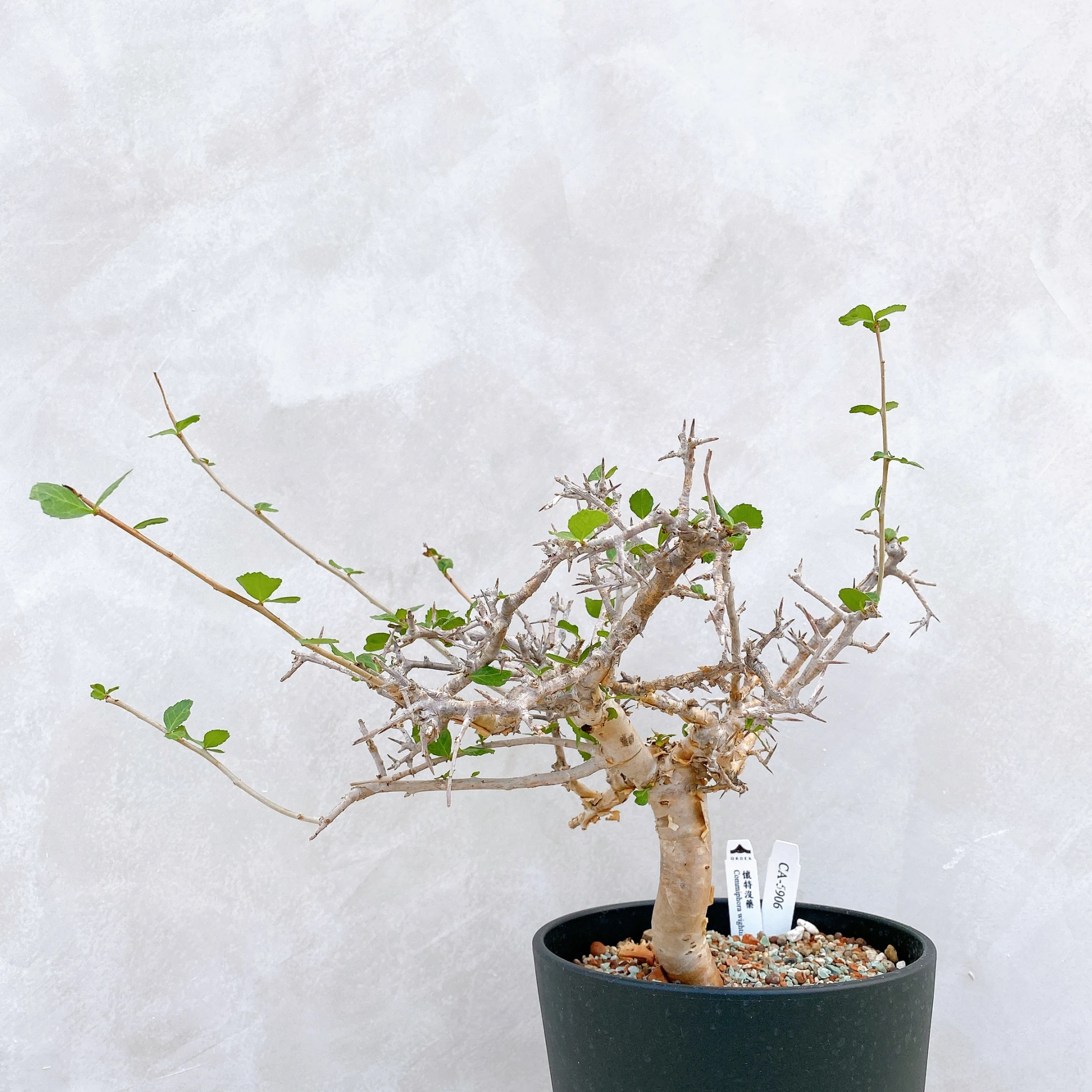 懷特沒藥 Commiphora wightii CA-5906