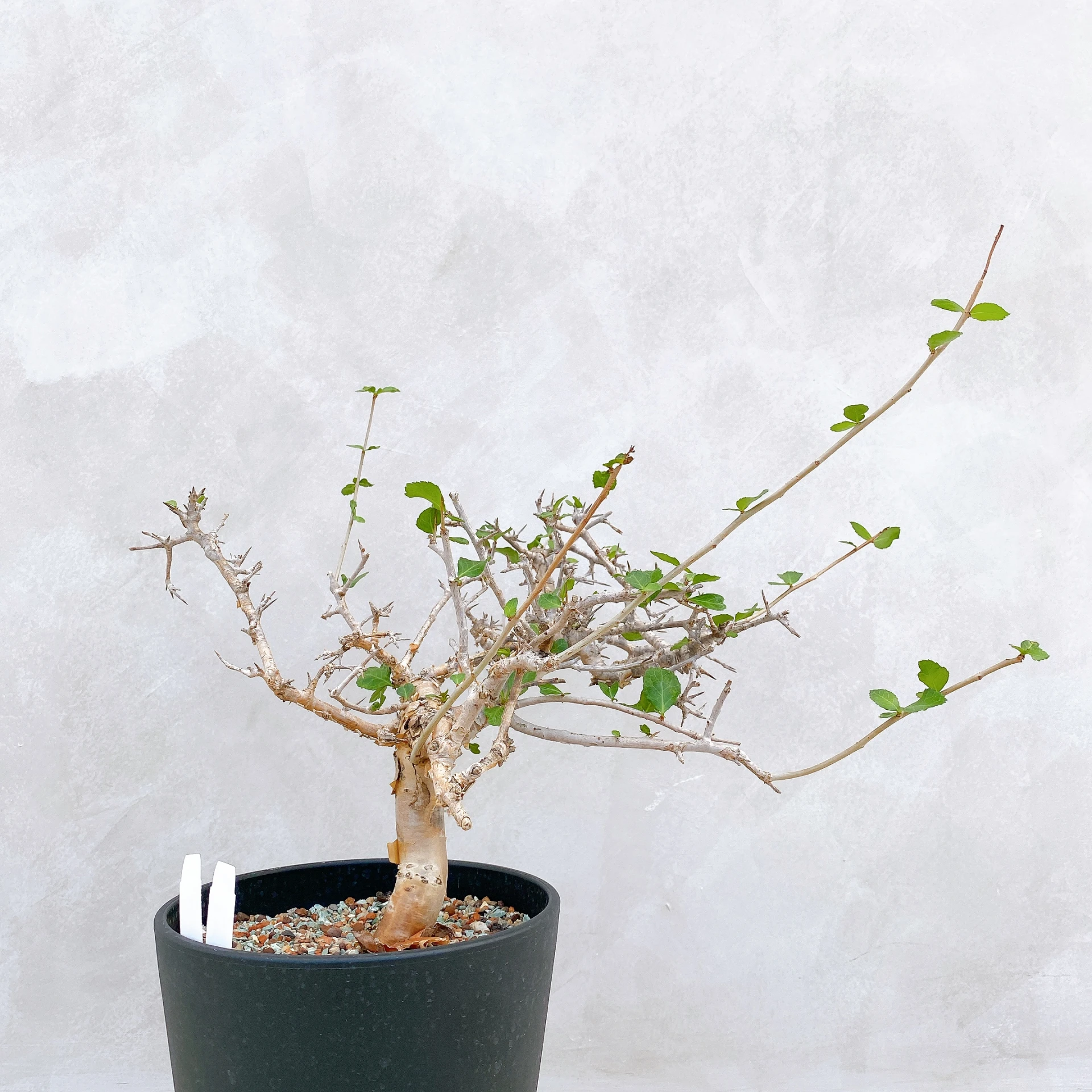 懷特沒藥 Commiphora wightii CA-5906