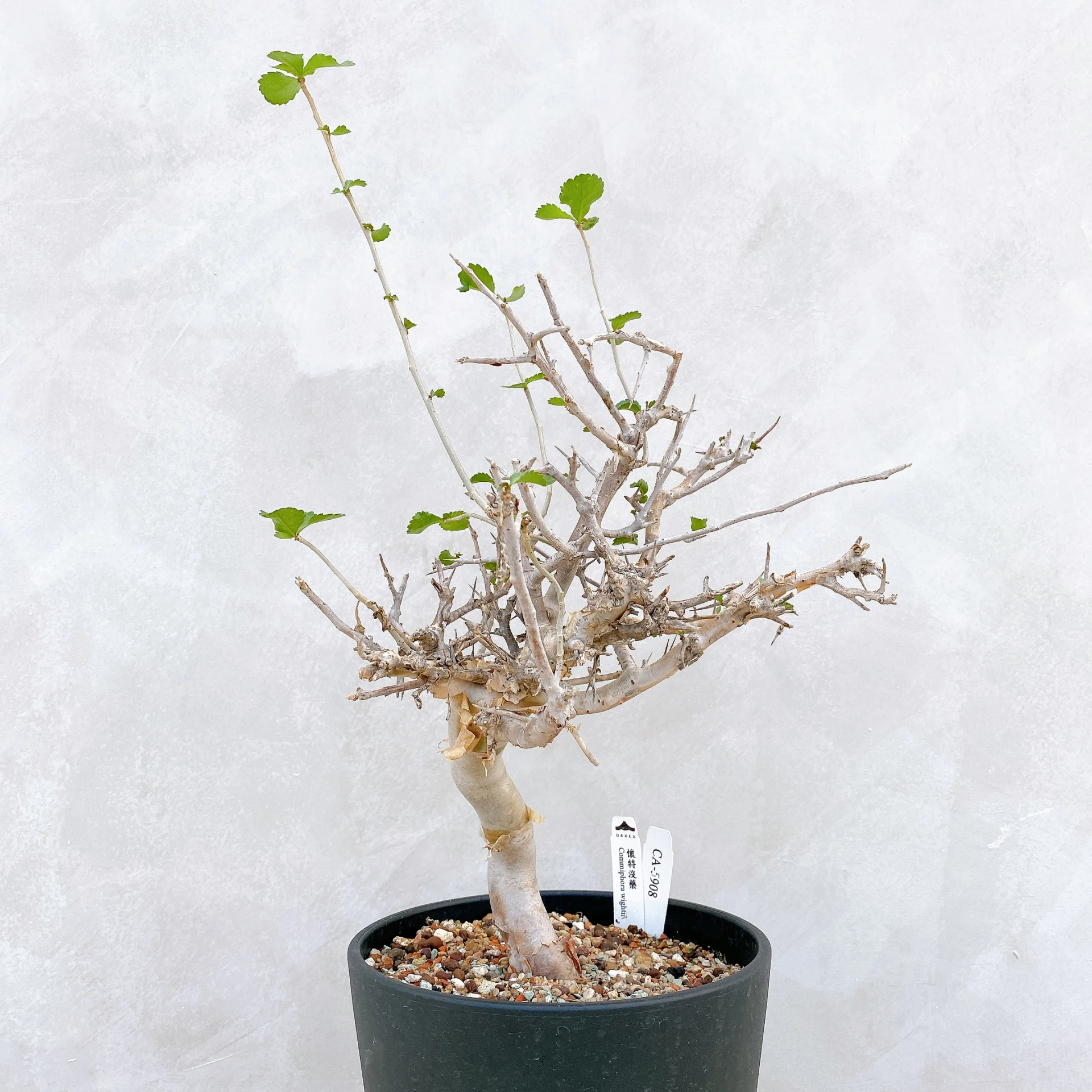 懷特沒藥 Commiphora wightii CA-5908
