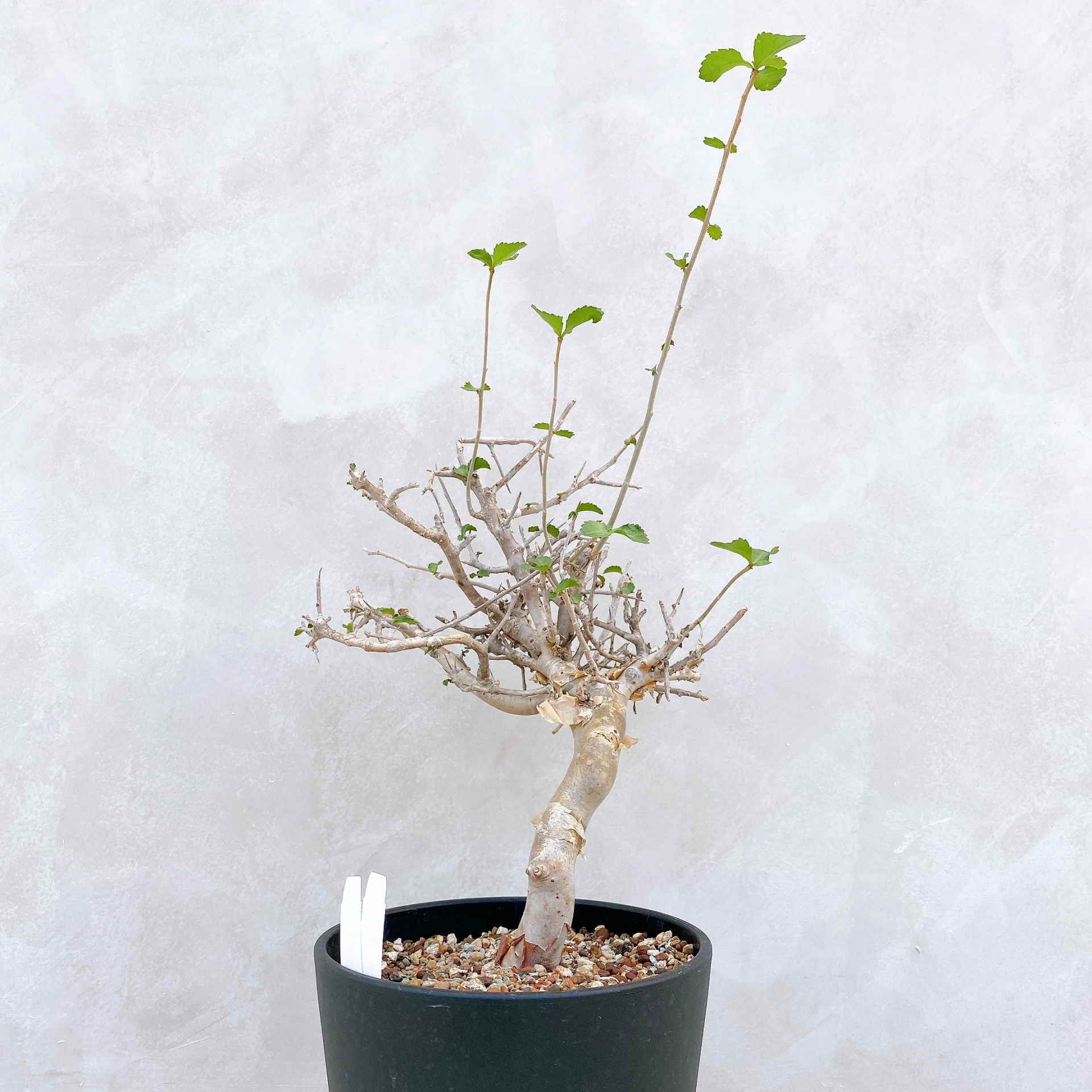 懷特沒藥 Commiphora wightii CA-5908