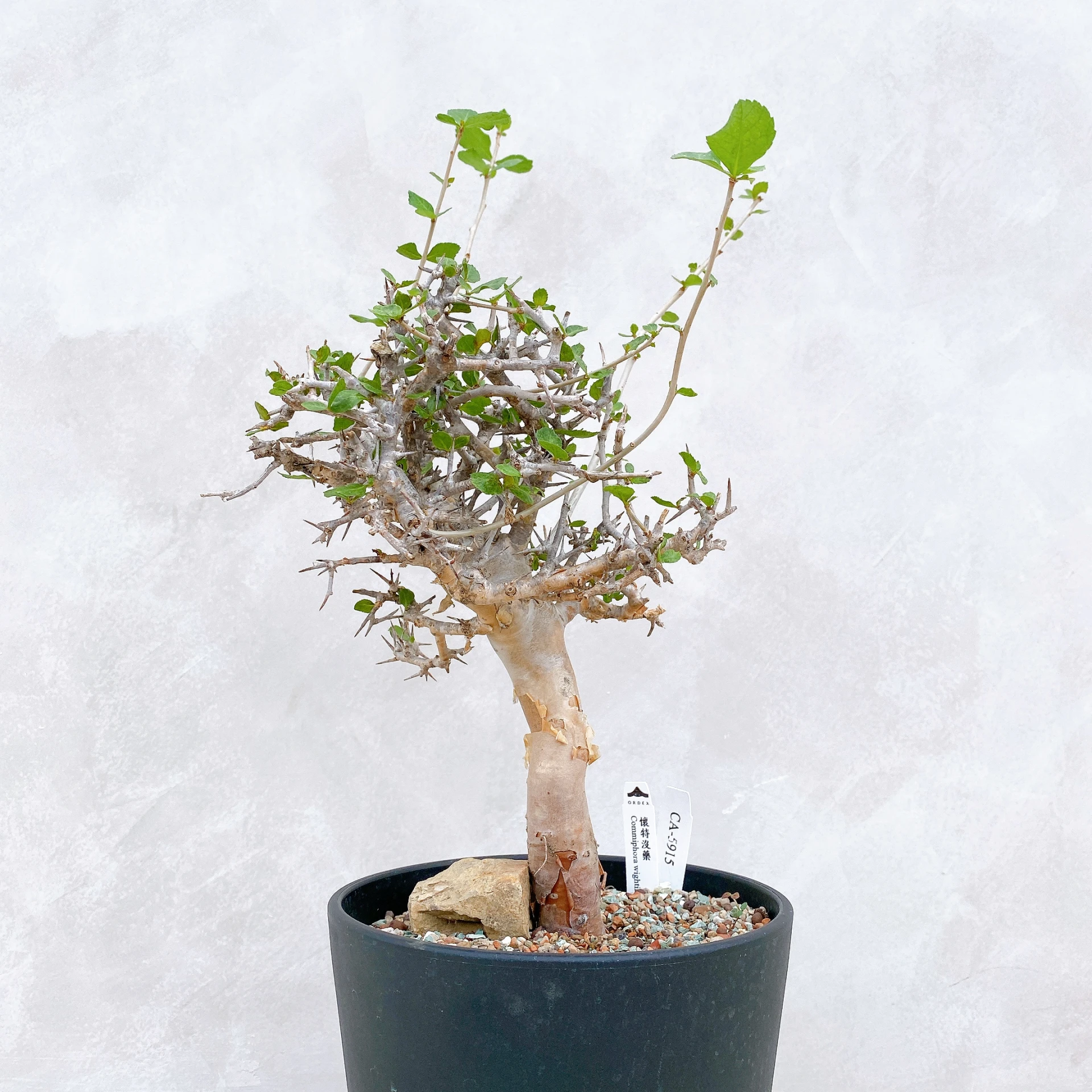 懷特沒藥 Commiphora wightii CA-5915