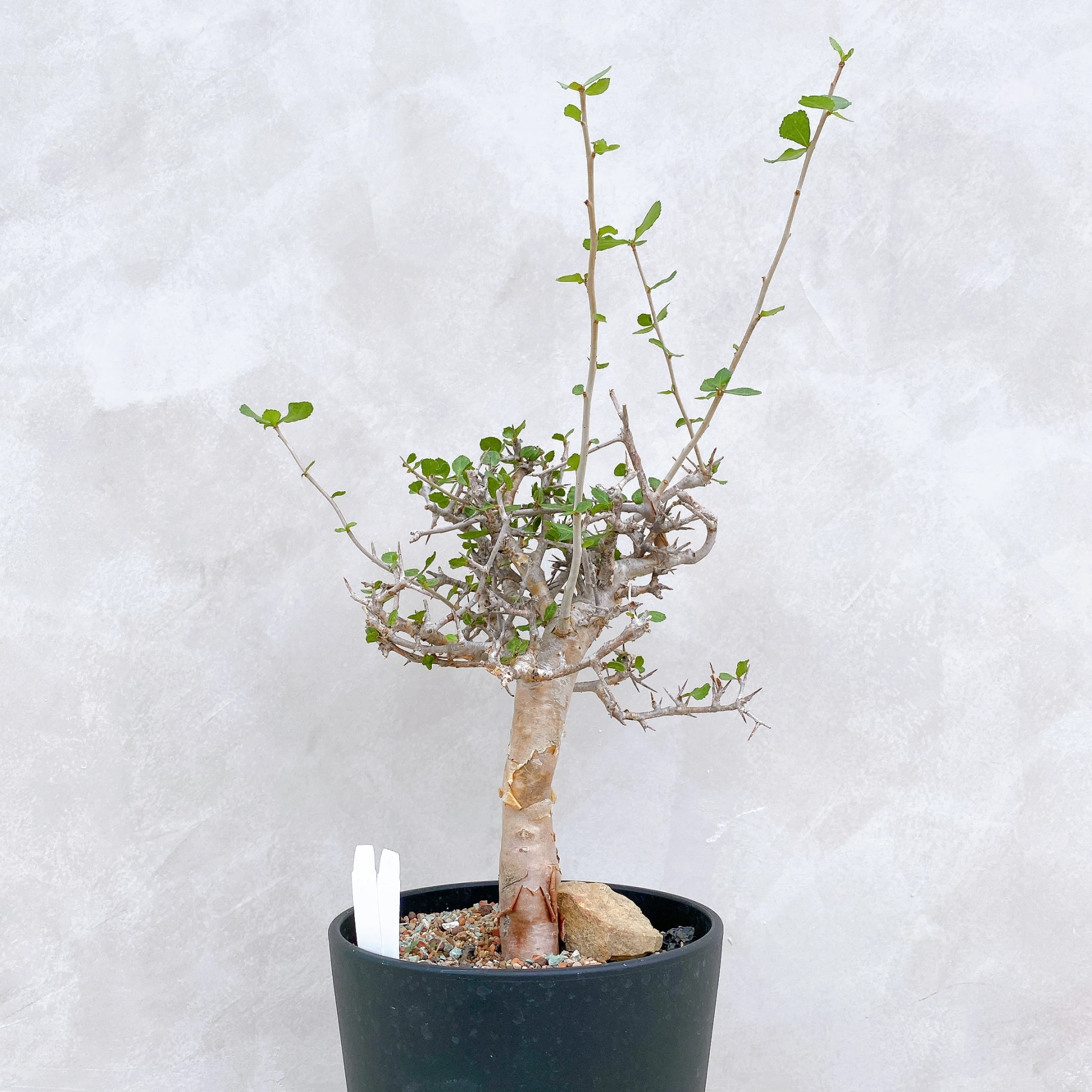 懷特沒藥 Commiphora wightii CA-5915