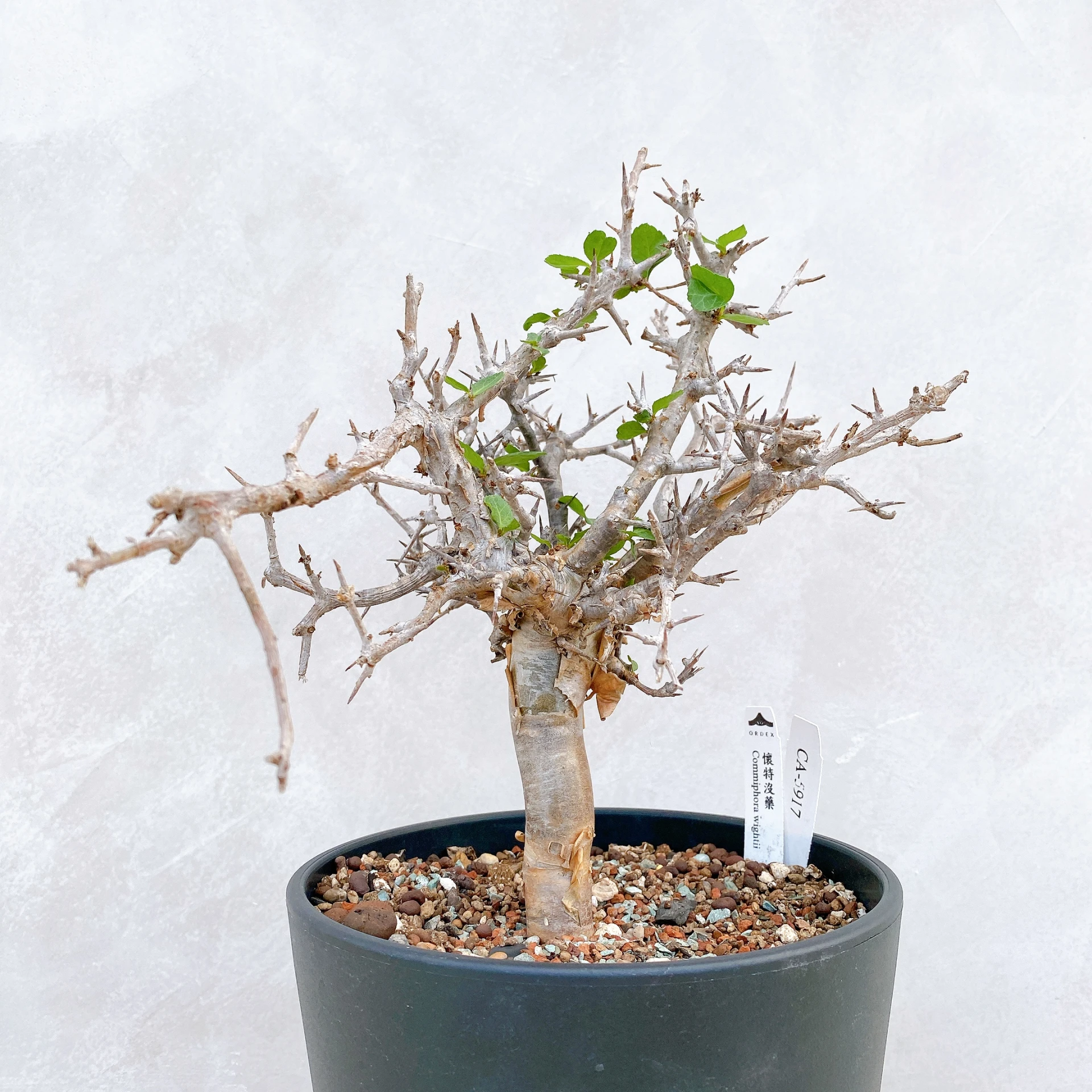 多肉植物 81 Commiphora sp. PV2597 Angolas of Namibe