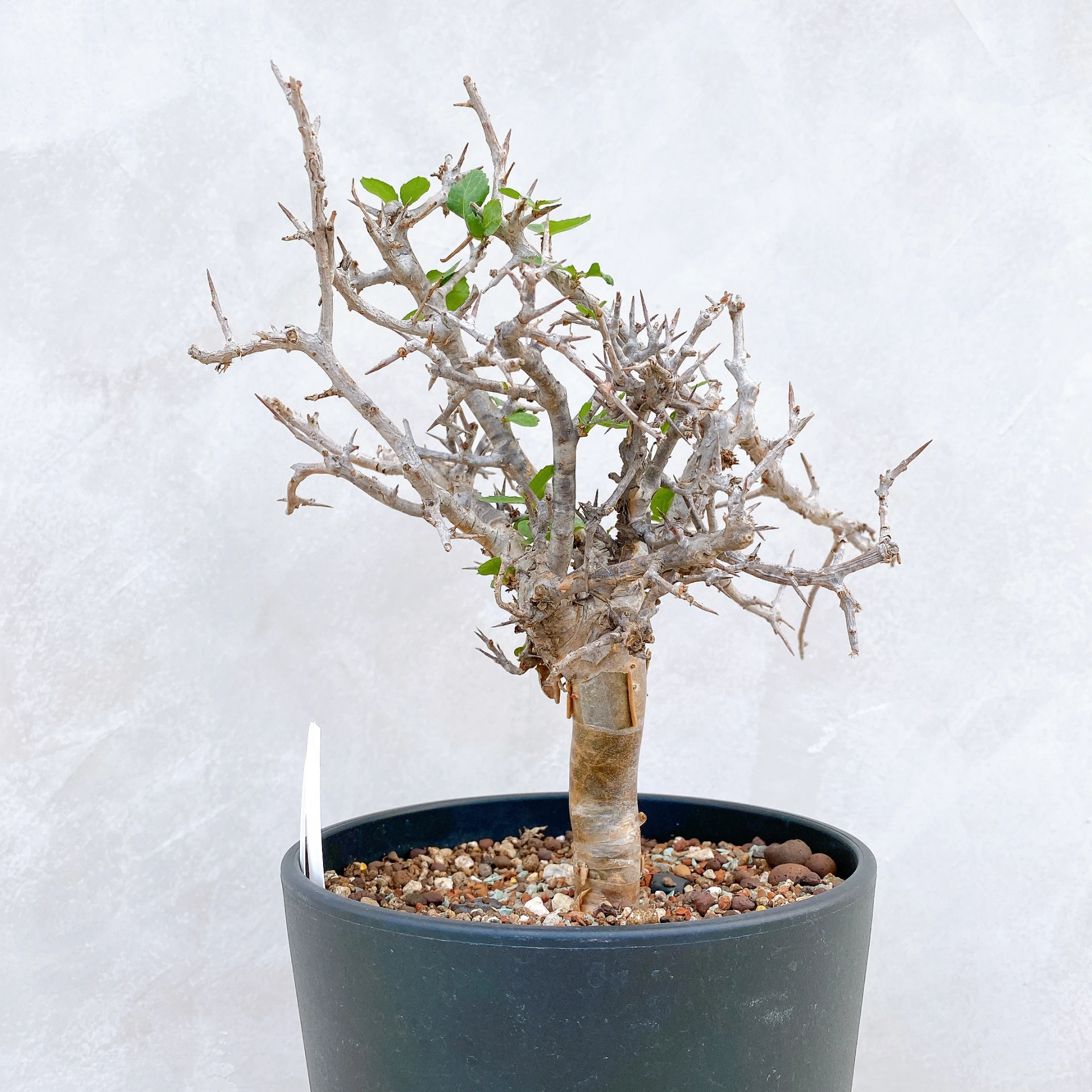 懷特沒藥 Commiphora wightii CA-5917