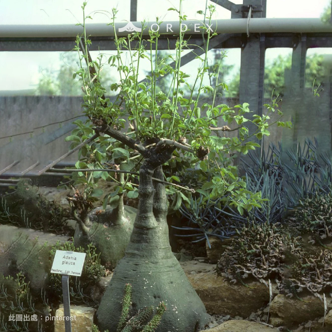 幻蝶蔓 Adenia glauca CA-6206