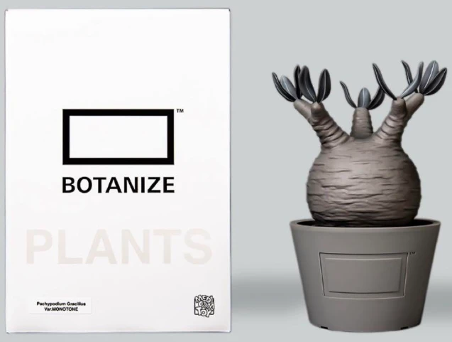 Pachypodium Gracilius var. monotone ORDEX 原生