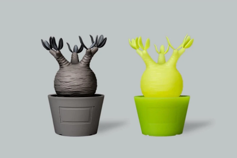 Pachypodium Gracilius var. monotone ORDEX 原生