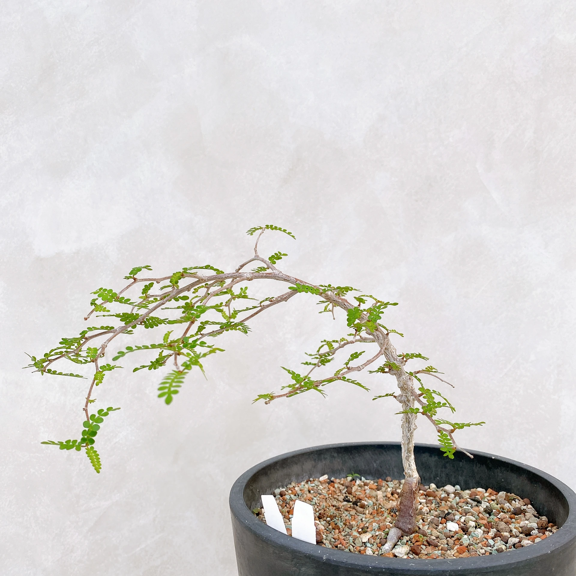 象足漆樹 Operculicarya pachypus CA-136