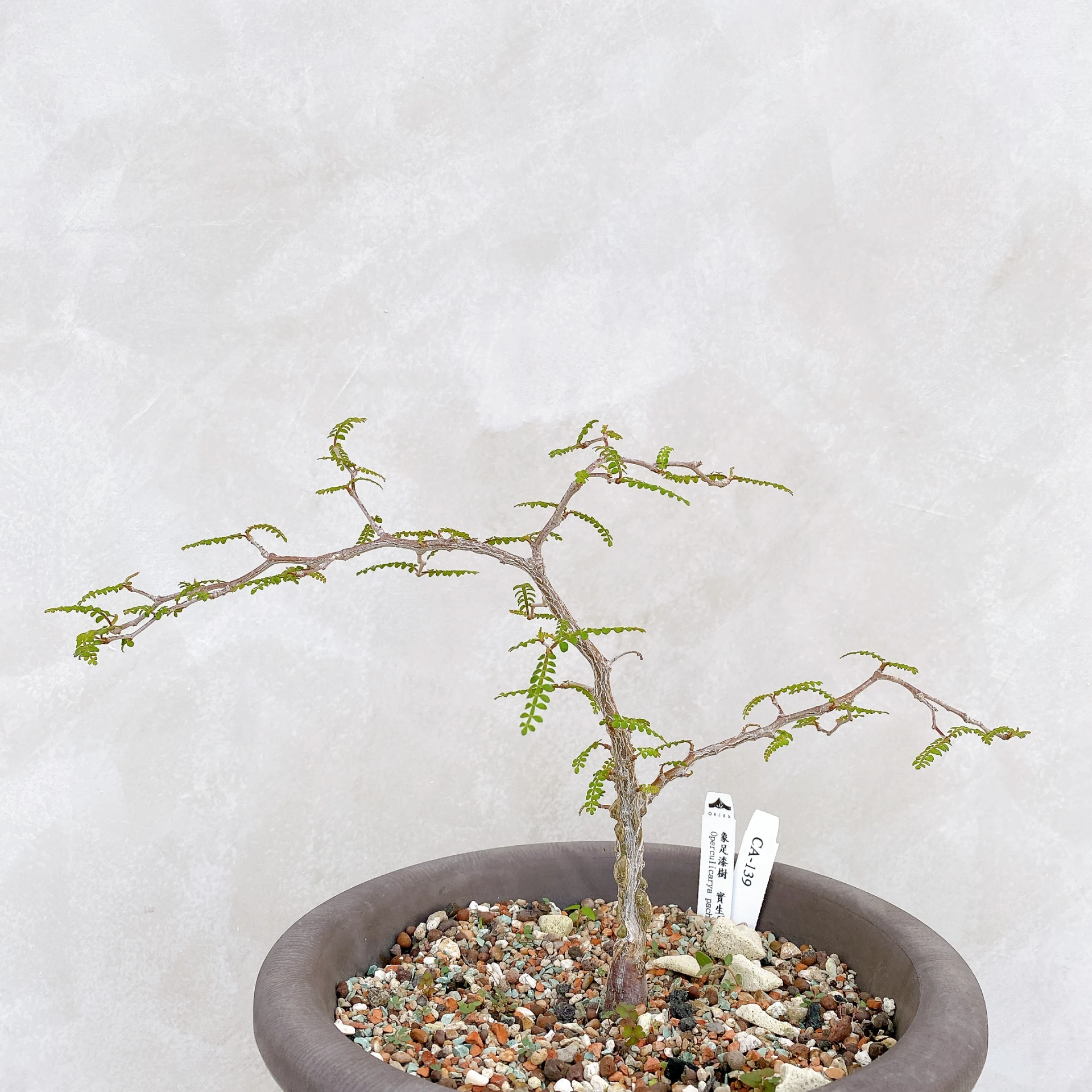象足漆樹 Operculicarya pachypus CA-139