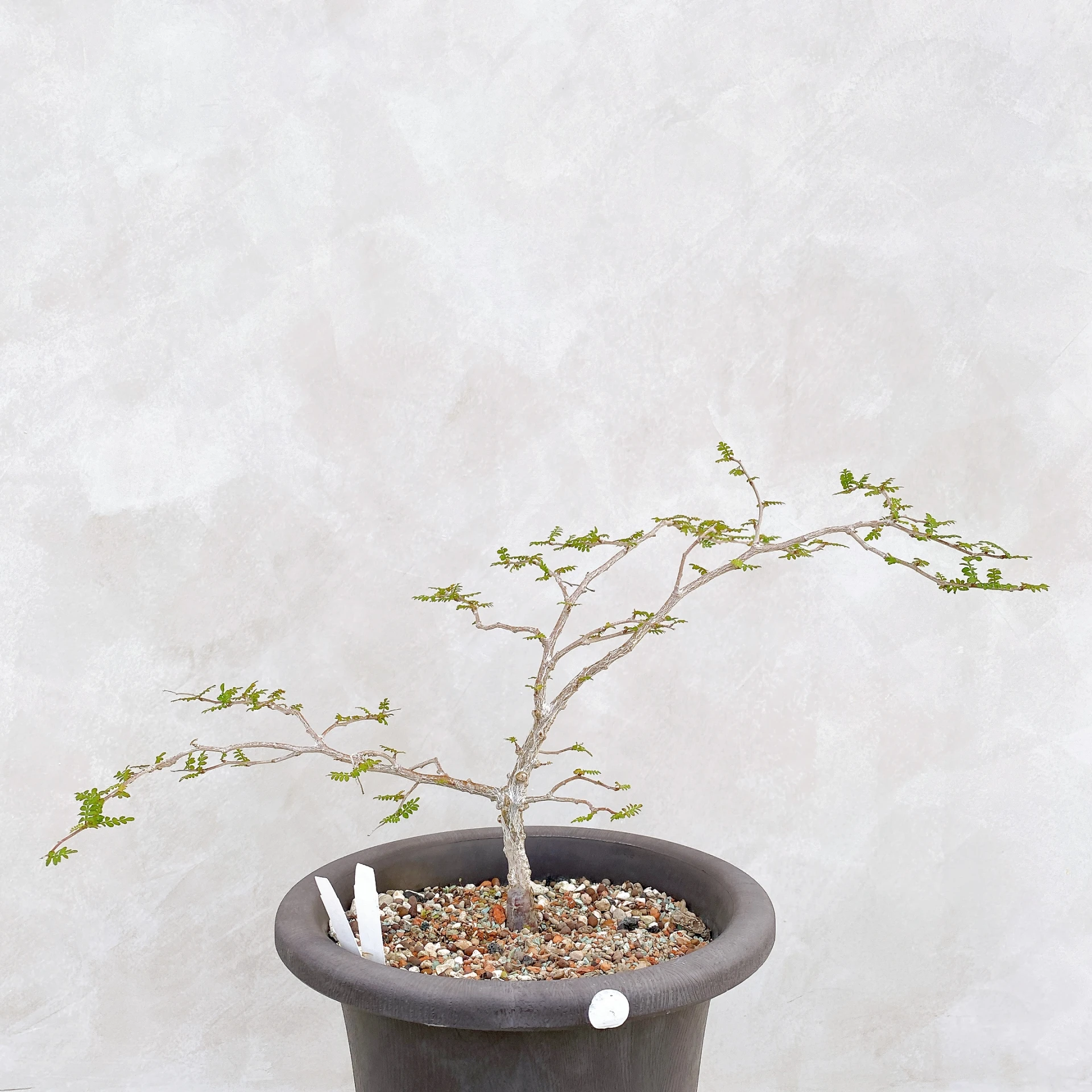 象足漆樹 Operculicarya pachypus CA-140