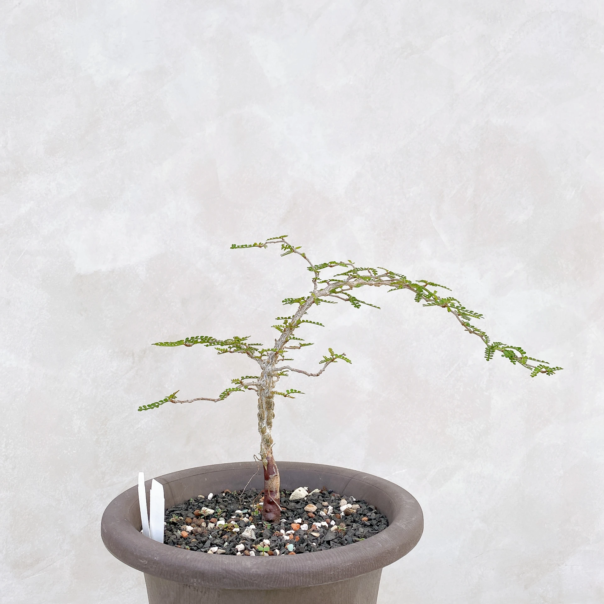 象足漆樹 Operculicarya pachypus CA-142