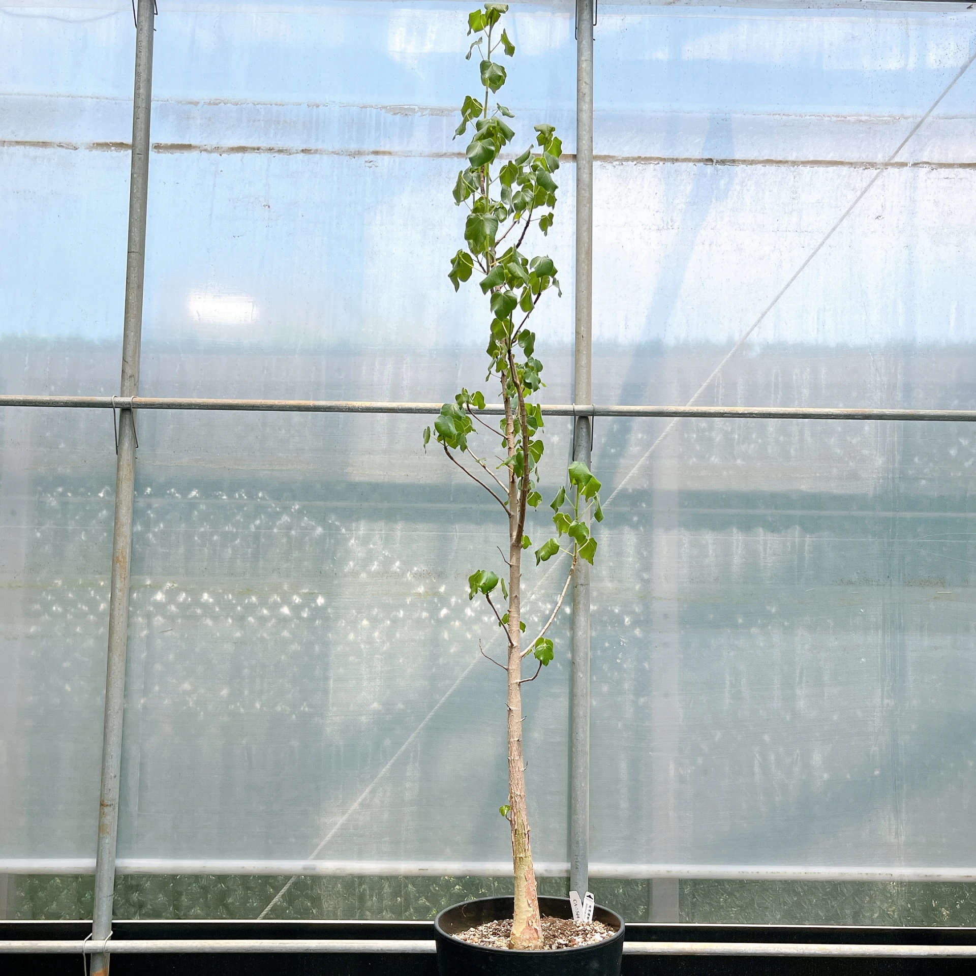 非洲蘋婆 Sterculia rogersii CA-5544
