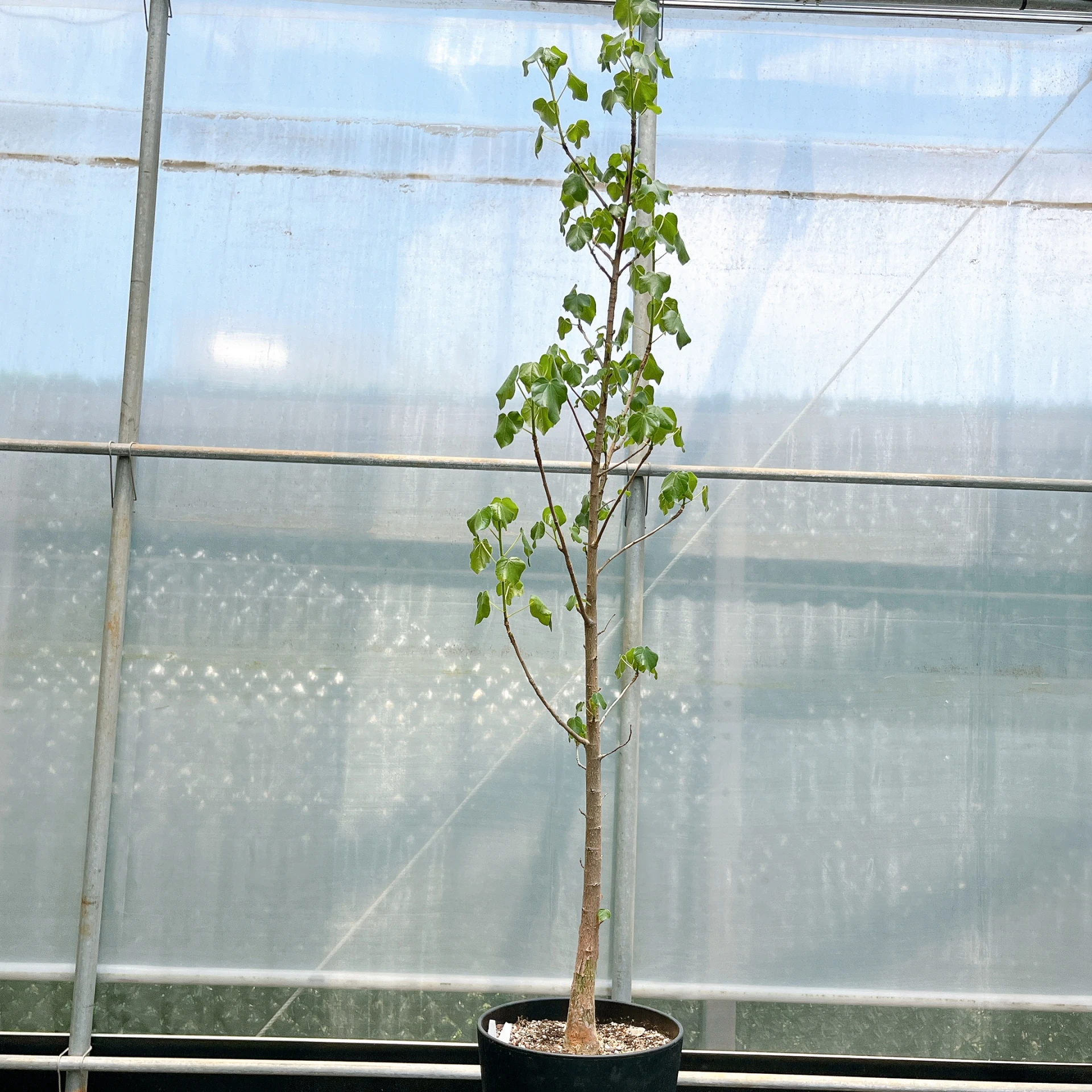 非洲蘋婆 Sterculia rogersii CA-5544