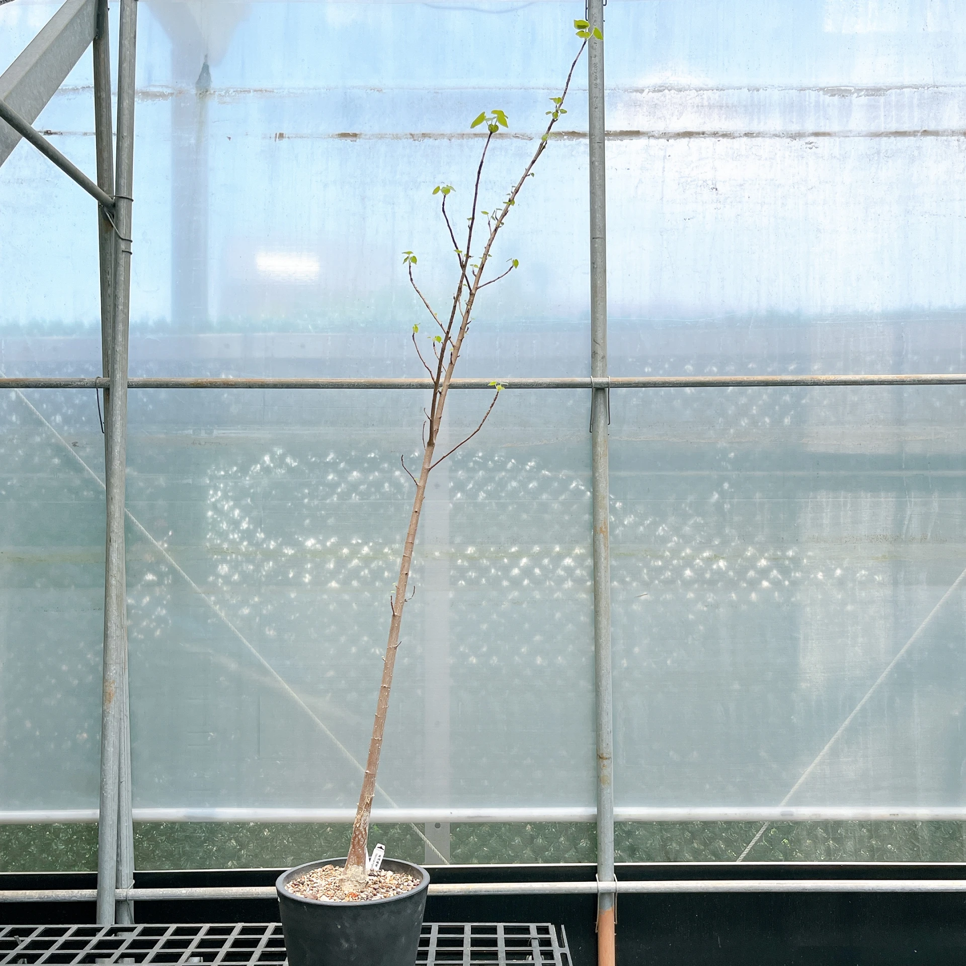非洲蘋婆 Sterculia rogersii CA-5545
