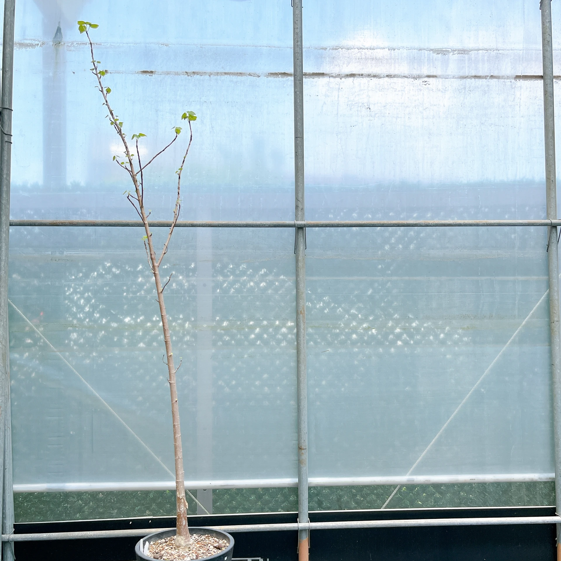 非洲蘋婆 Sterculia rogersii CA-5545