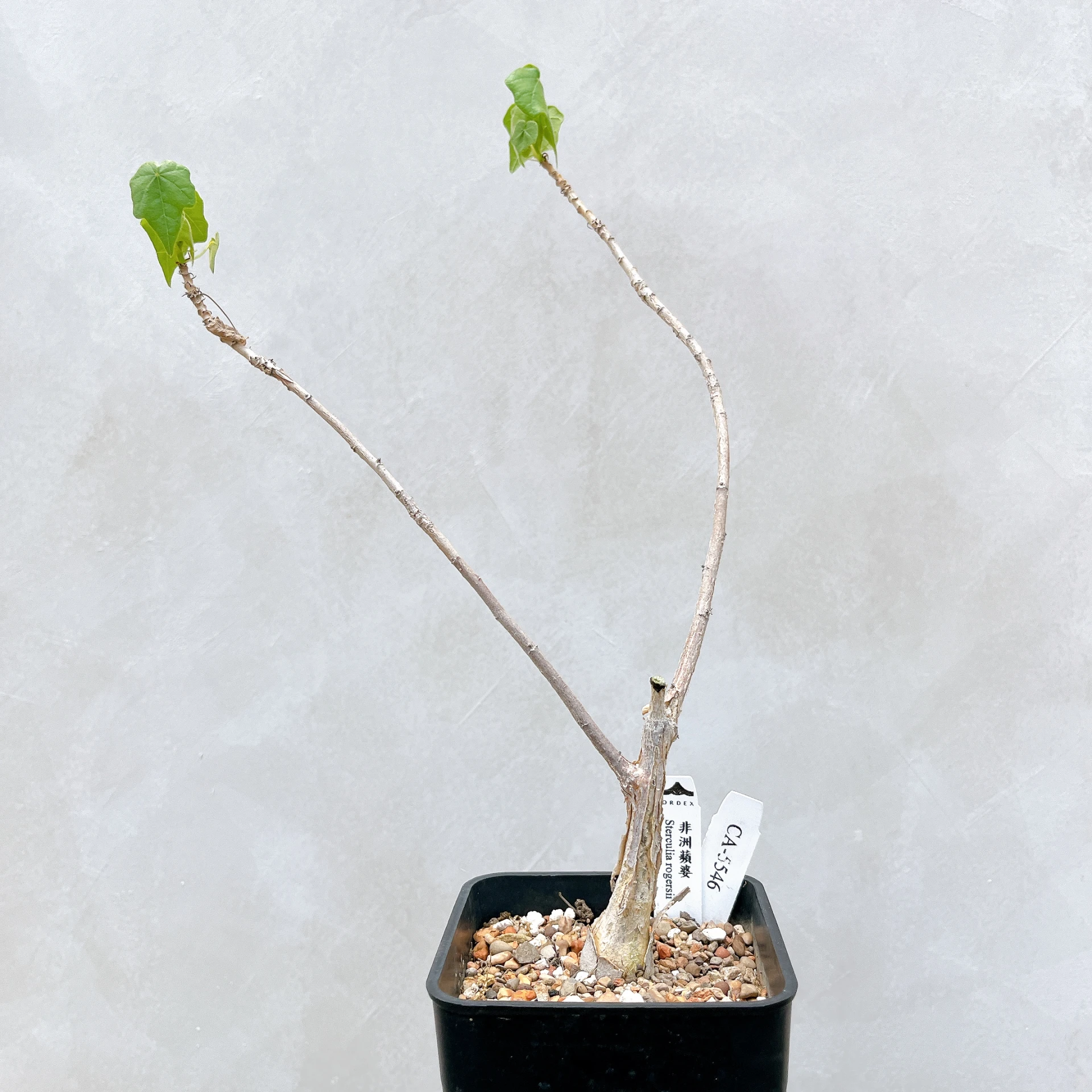 非洲蘋婆 Sterculia rogersii CA-5546
