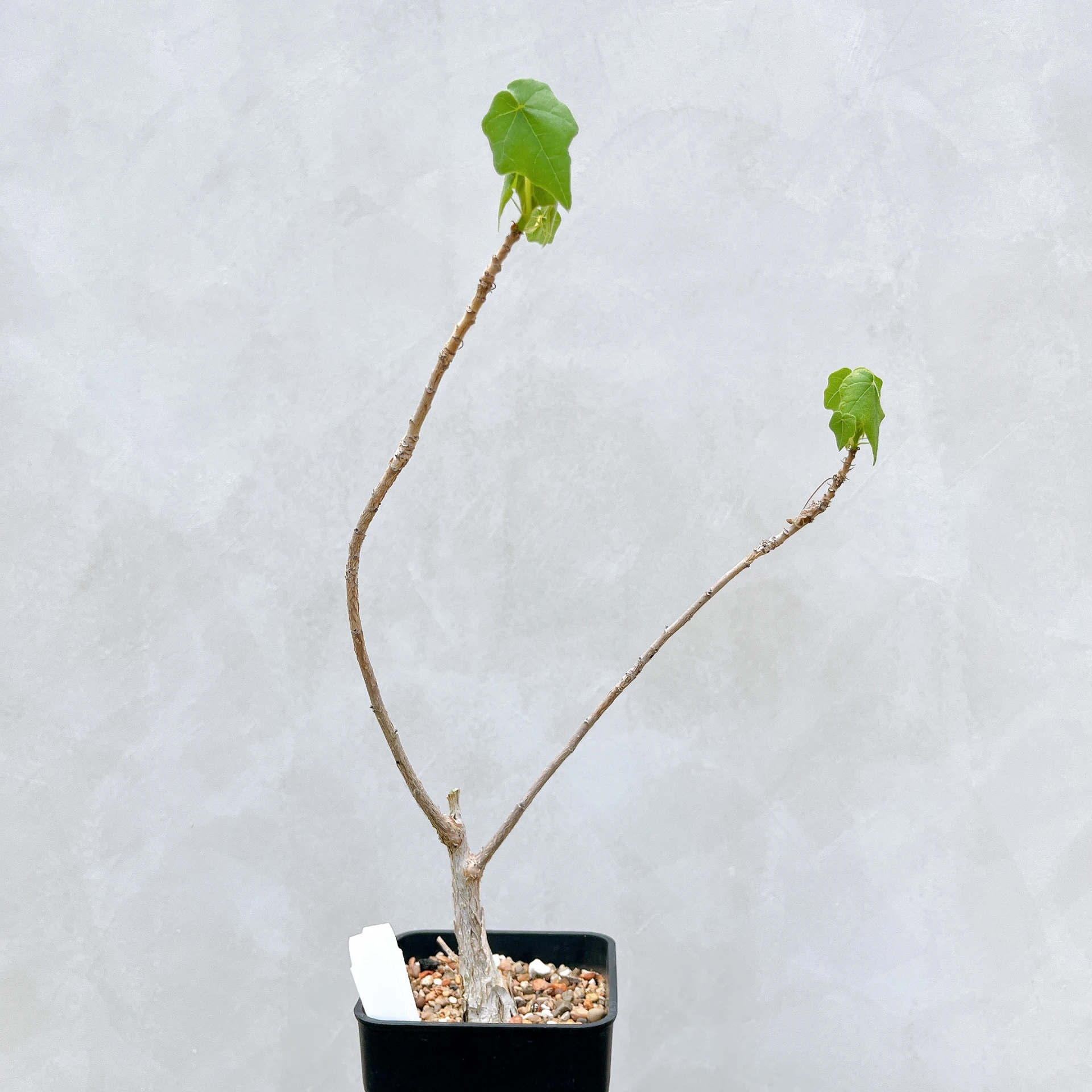 非洲蘋婆 Sterculia rogersii CA-5546