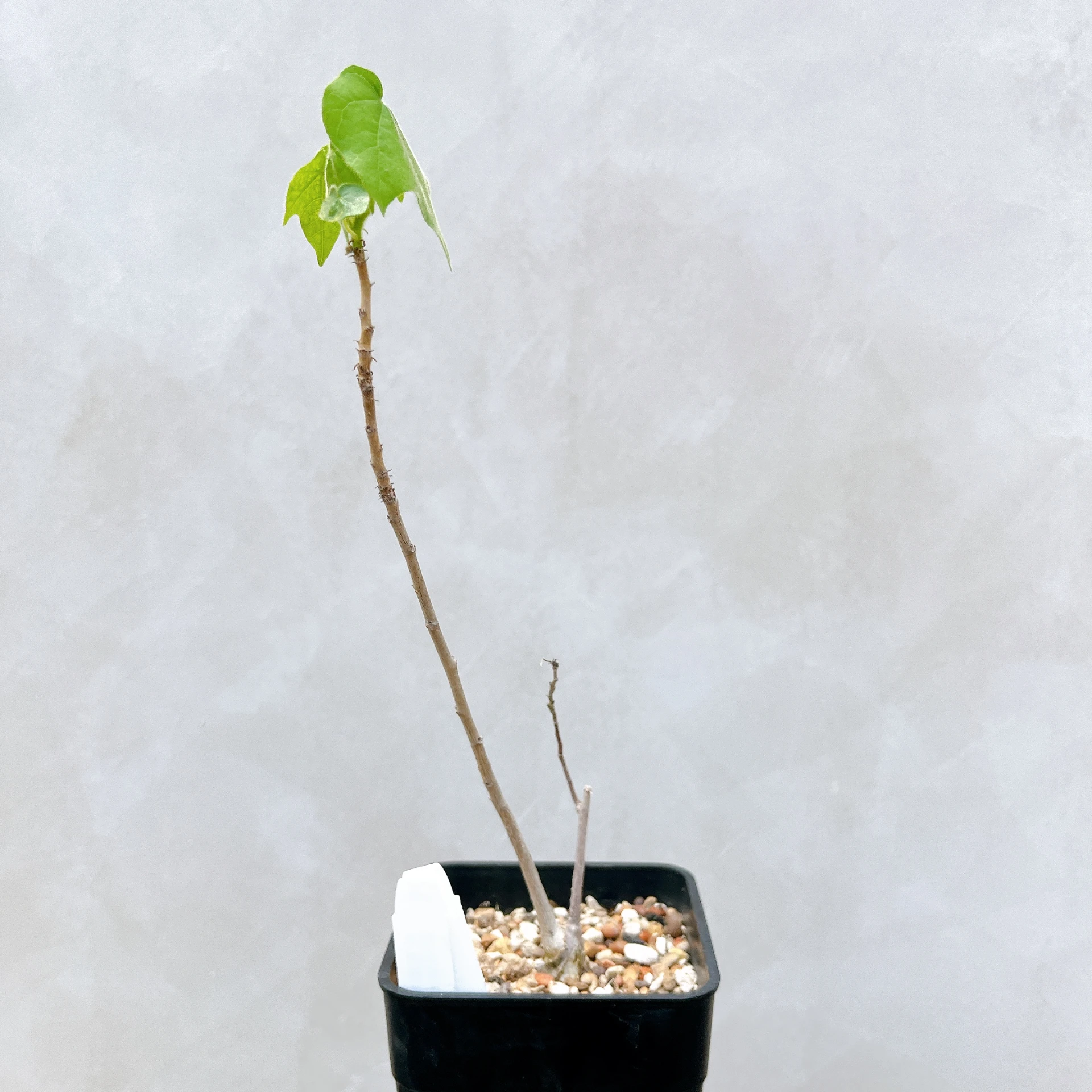 非洲蘋婆 Sterculia rogersii CA-5547
