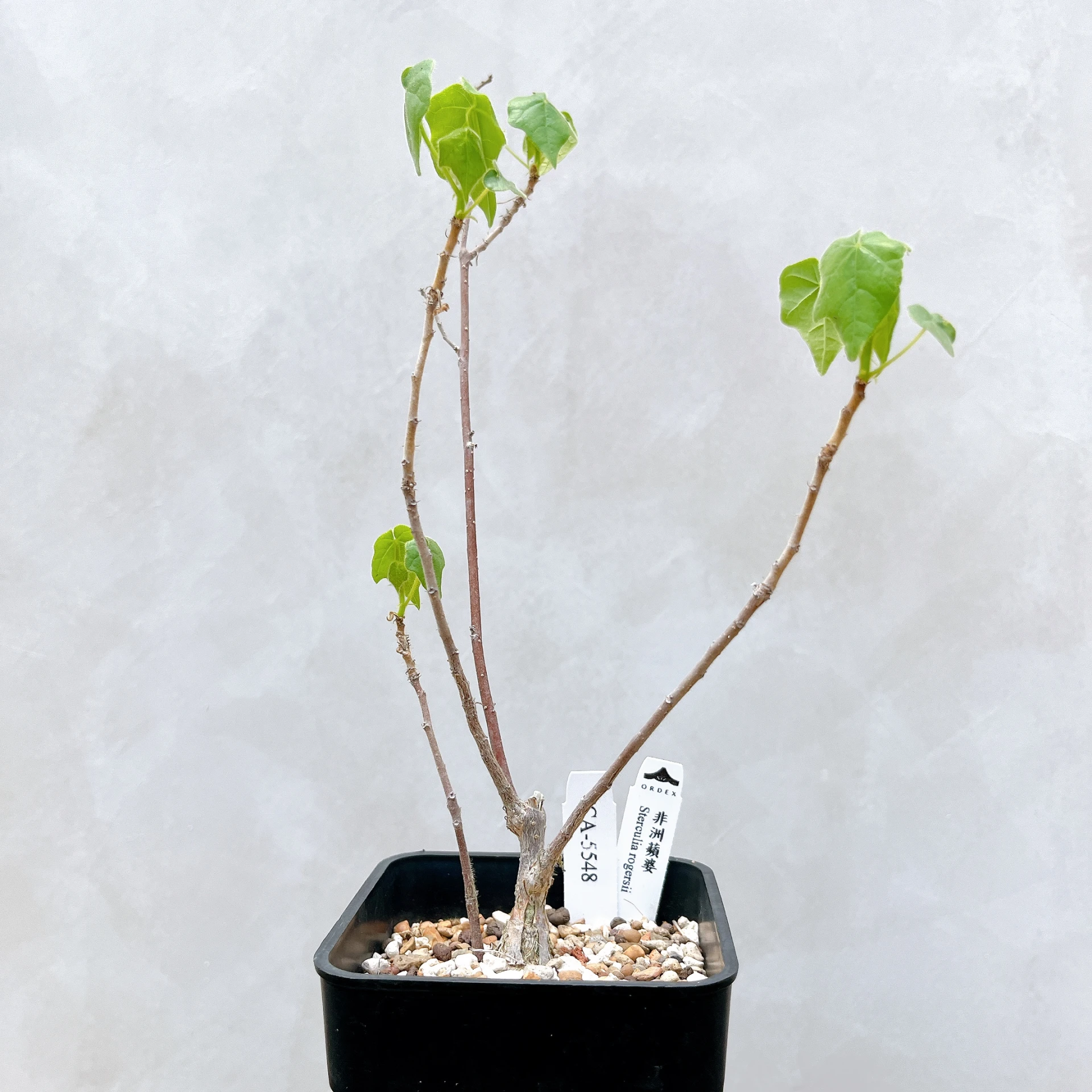 非洲蘋婆 Sterculia rogersii CA-5548