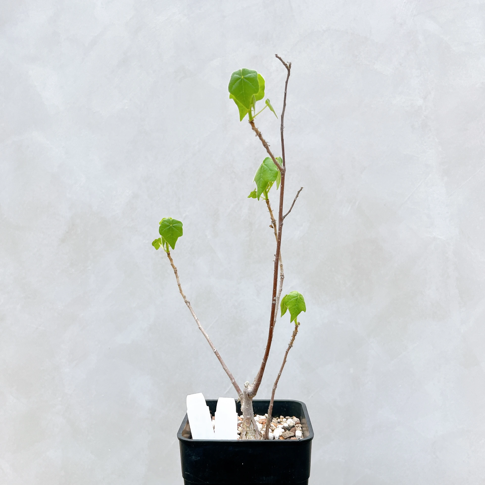 非洲蘋婆 Sterculia rogersii CA-5548