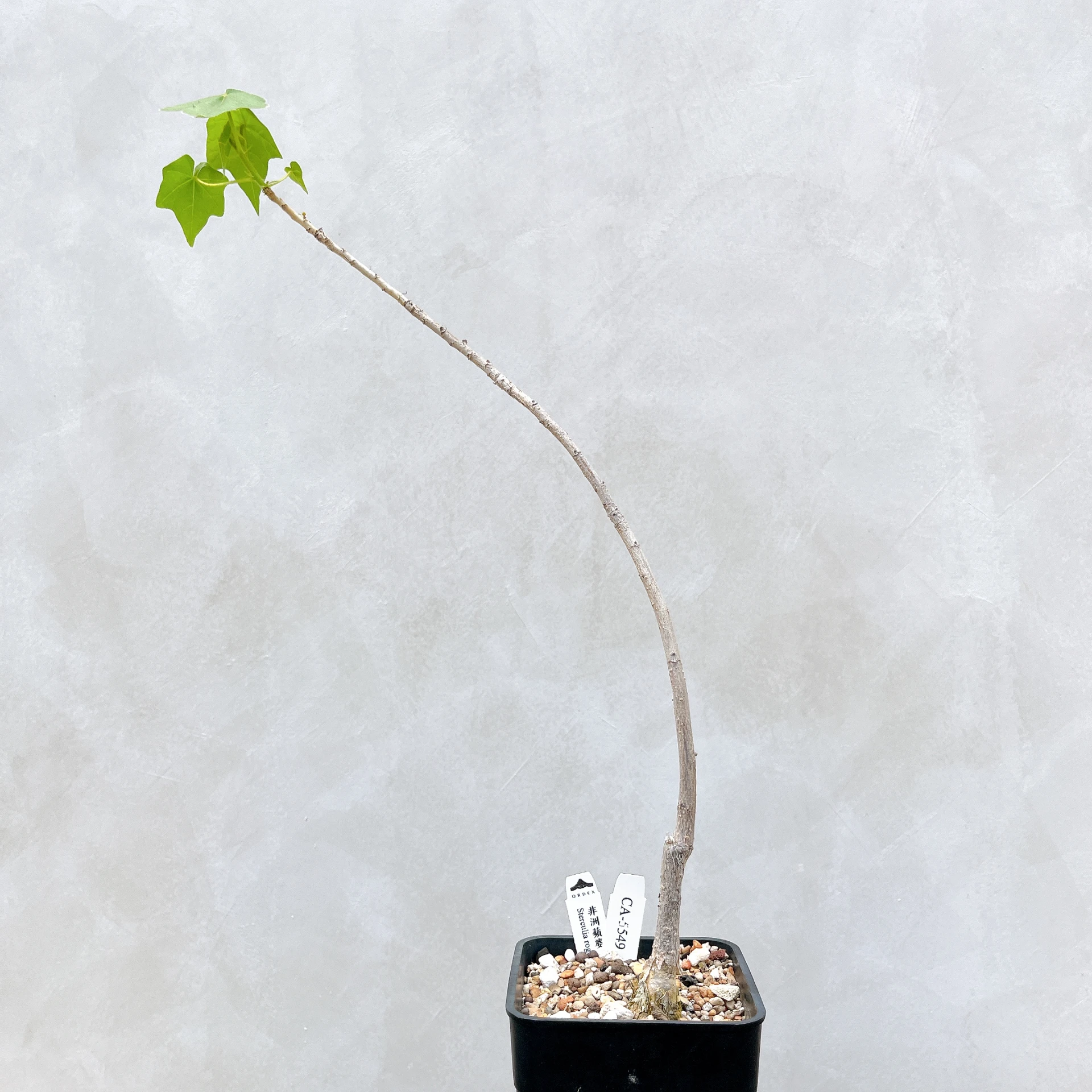 非洲蘋婆 Sterculia rogersii CA-5549