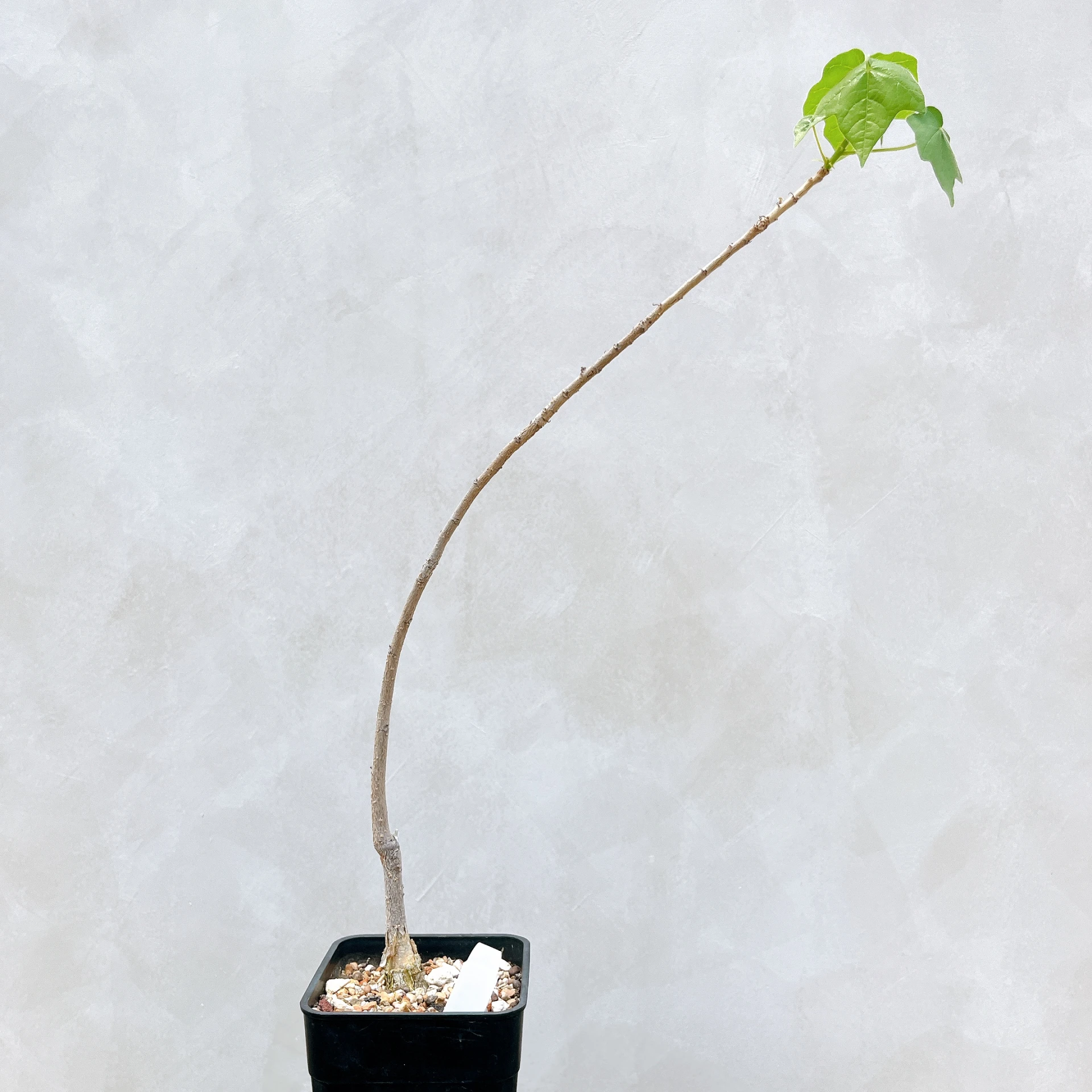 非洲蘋婆 Sterculia rogersii CA-5549