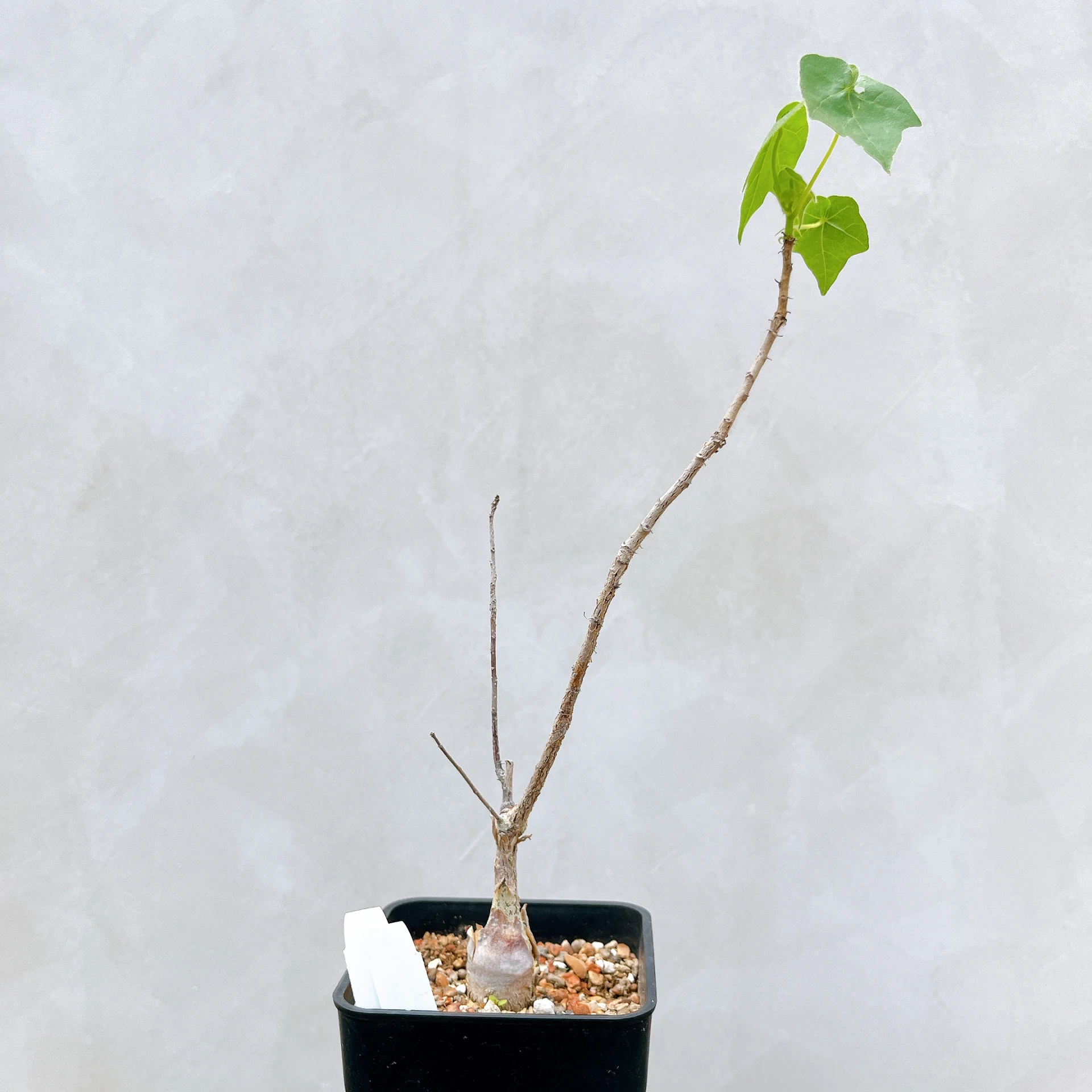 非洲蘋婆 Sterculia rogersii CA-5550