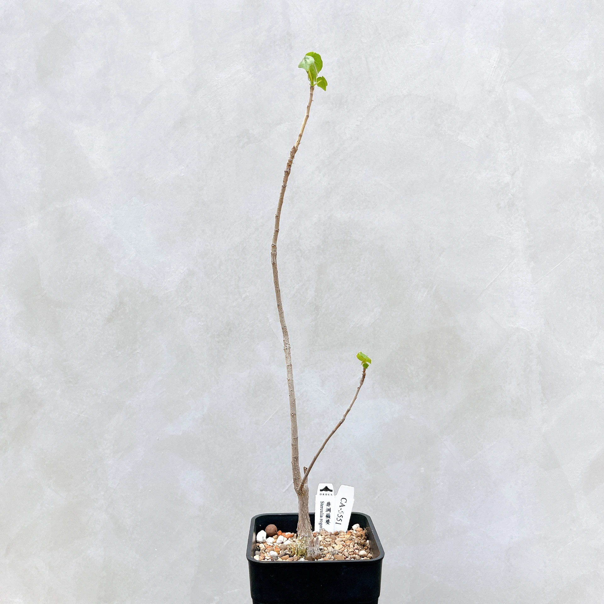 非洲蘋婆 Sterculia rogersii CA-5551